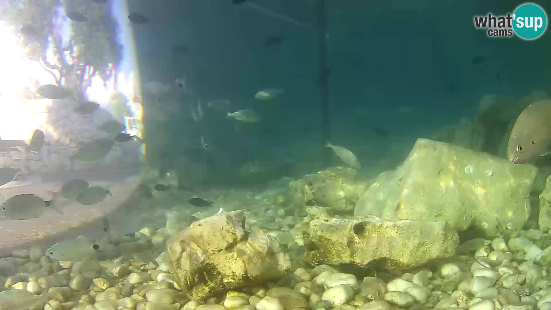 Acuario marino al aire libre Rogoznica webcam Croacia