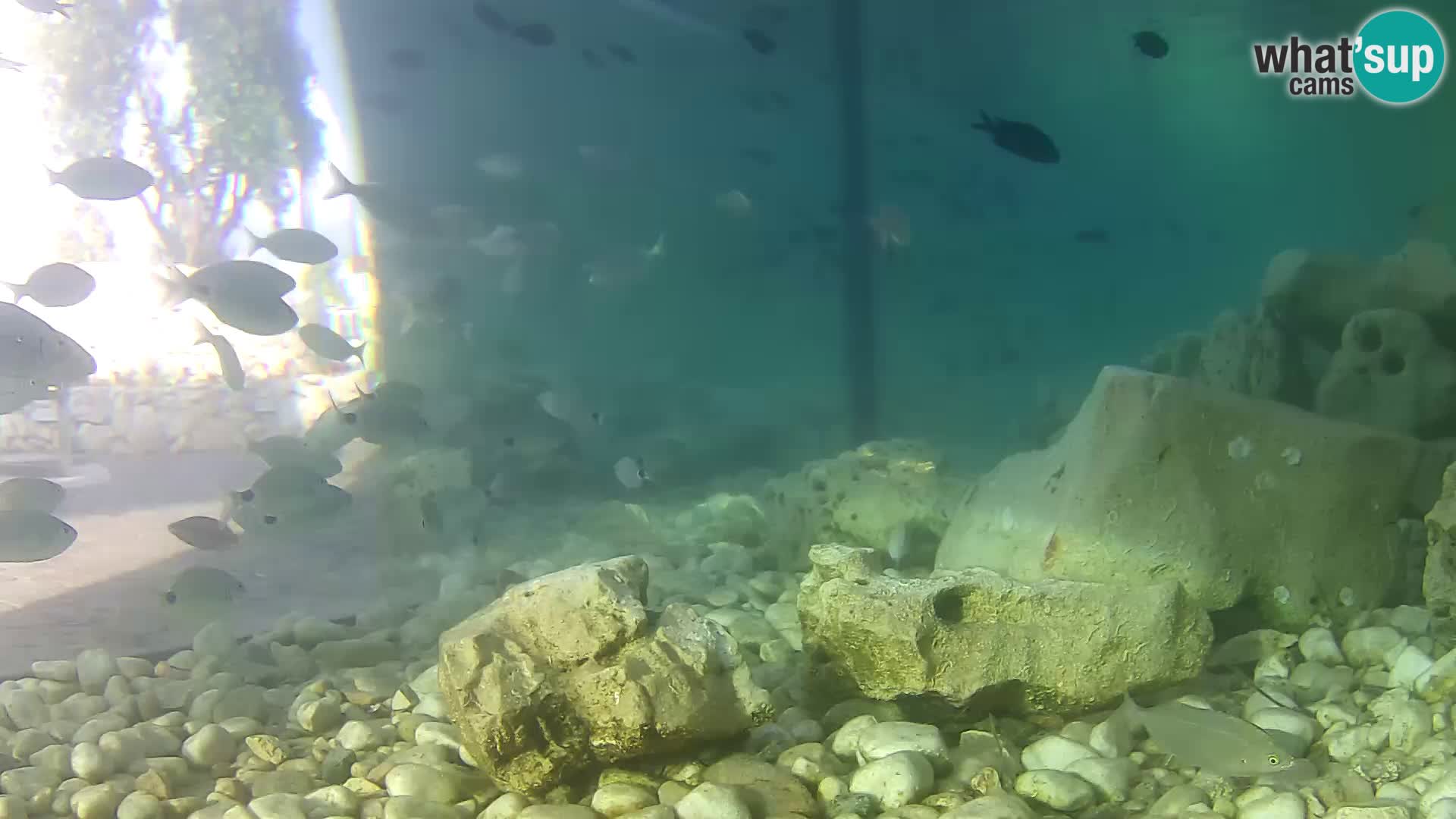 Acuario marino al aire libre Rogoznica webcam Croacia