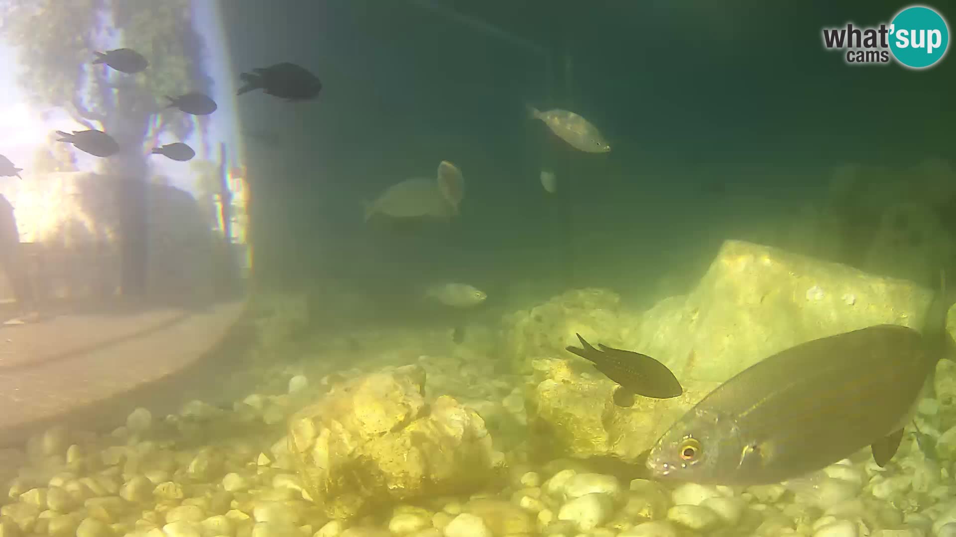 Webcam de l’aquarium marin extérieur de Rogoznica Croatie