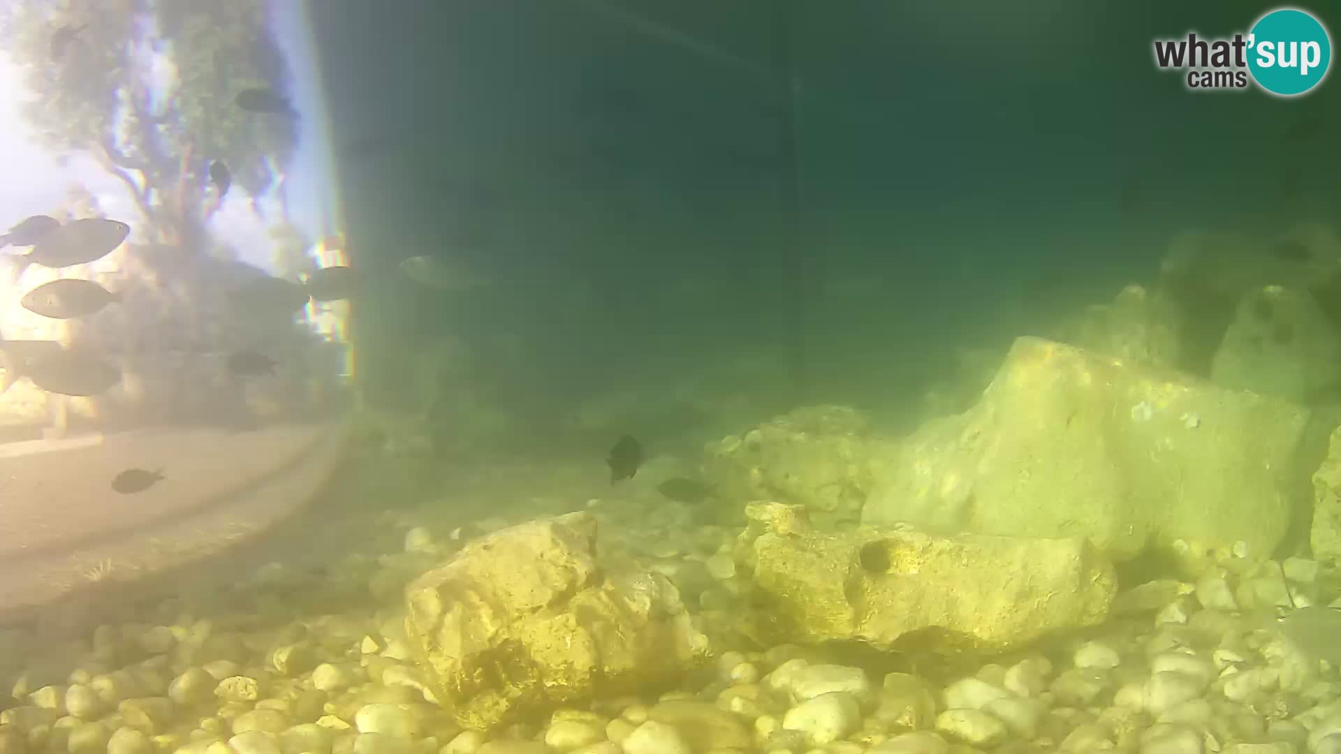 Zunanji morski akvarij Rogoznica spletna kamera Hrvaška