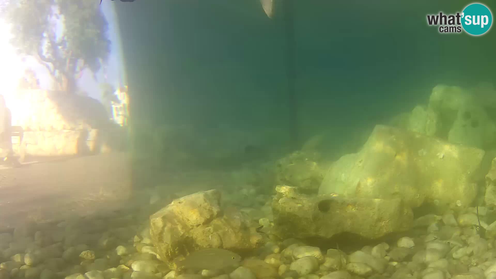 Outdoor Marine Aquarium Rogoznica webcam Croatia