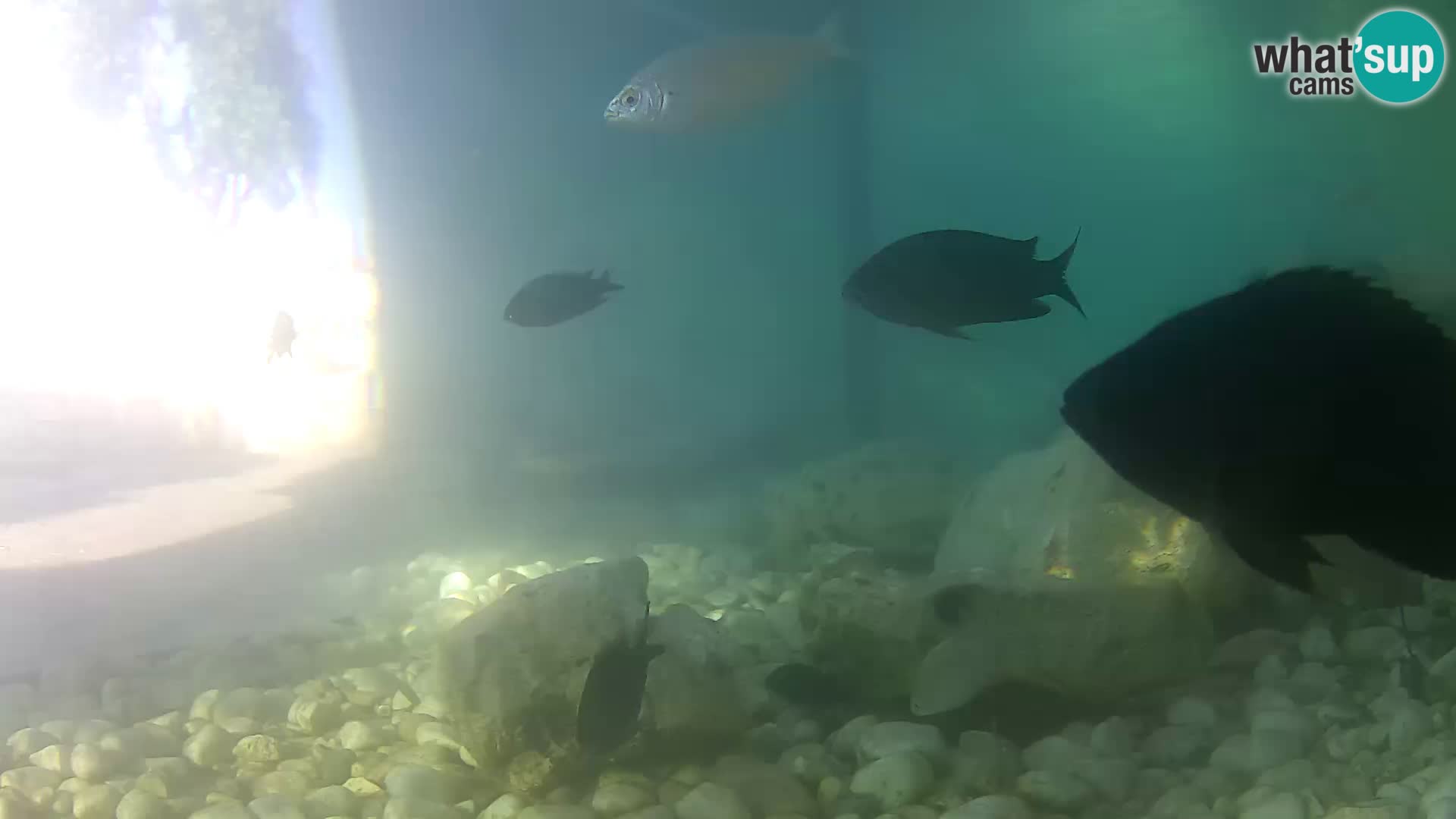 Webcam de l’aquarium marin extérieur de Rogoznica Croatie