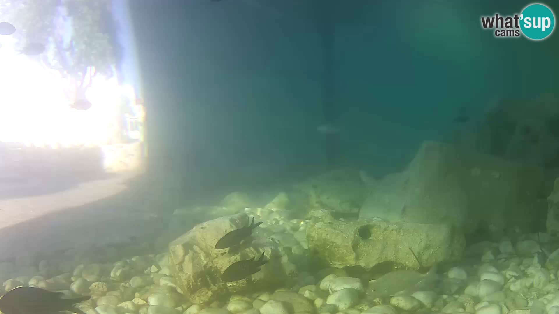Outdoor Marine Aquarium Rogoznica webcam Croatia