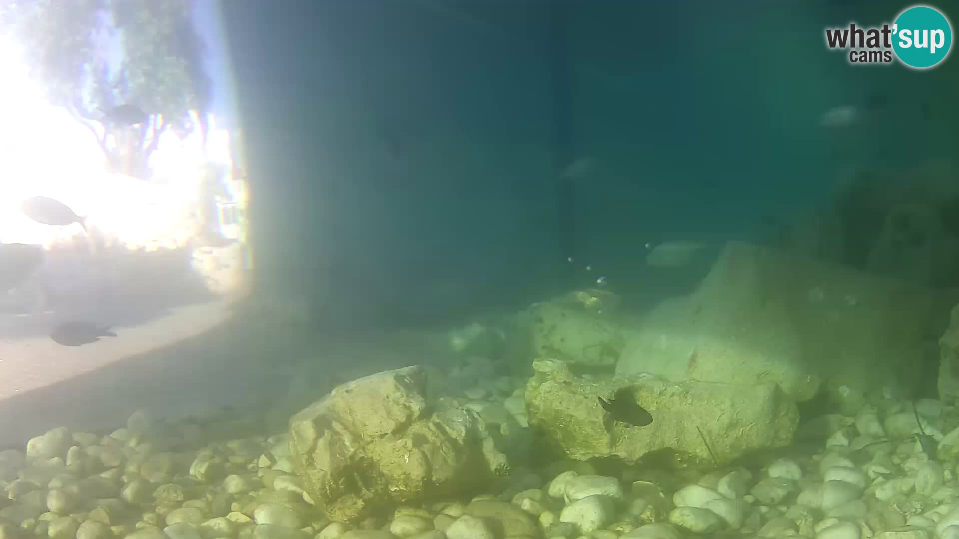 Outdoor Marine Aquarium Rogoznica webcam Croatia