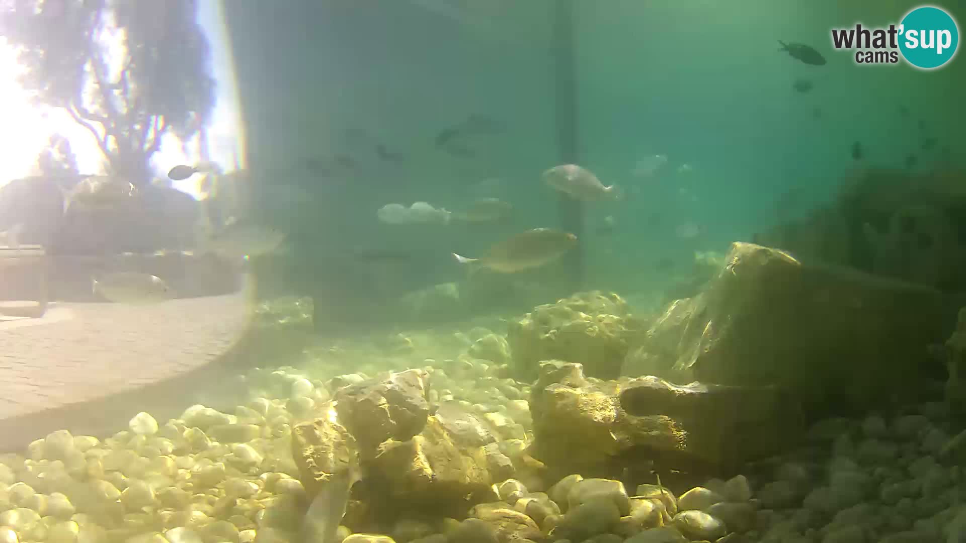 Webcam de l’aquarium marin extérieur de Rogoznica Croatie