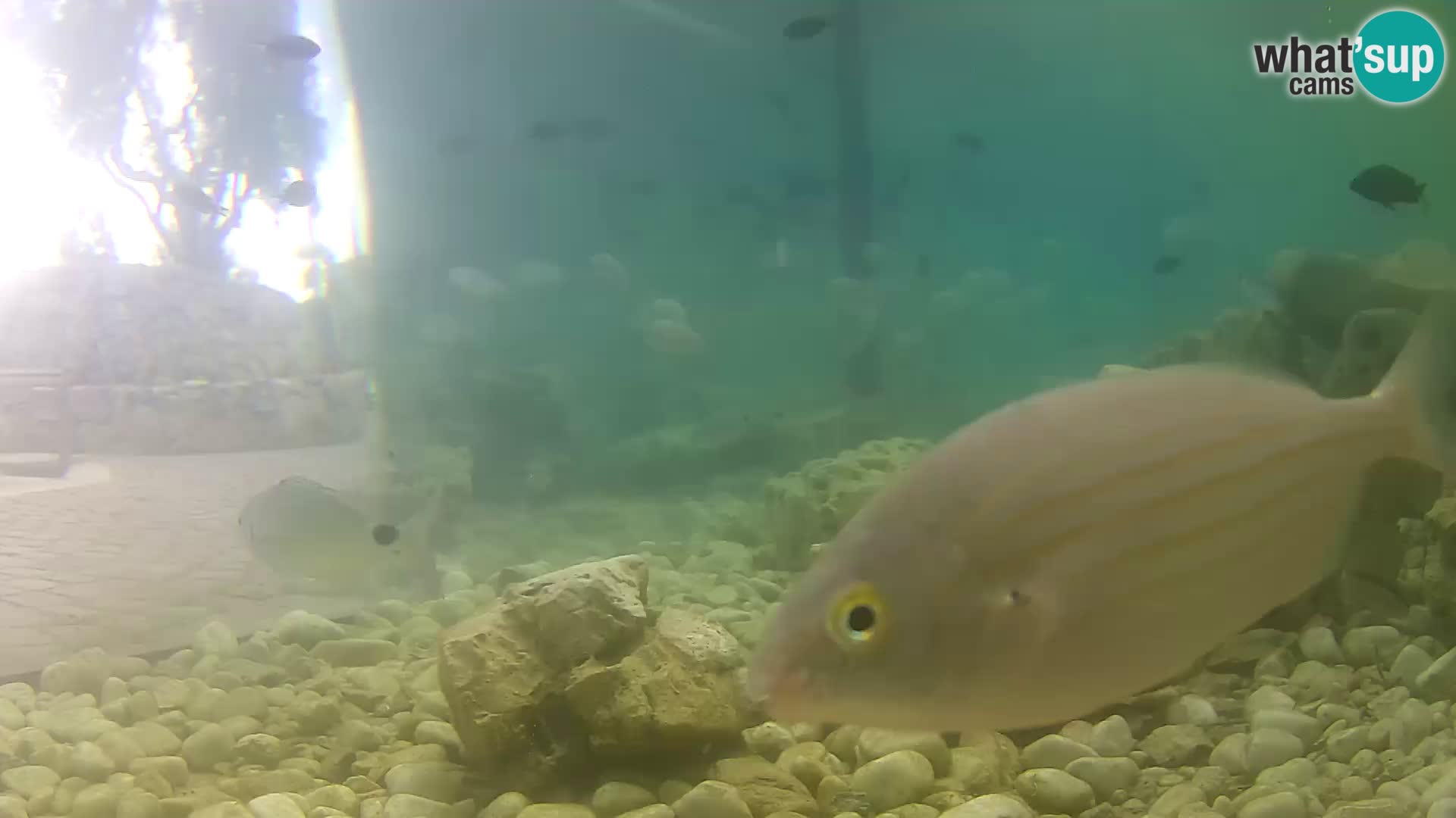 Acuario marino al aire libre Rogoznica webcam Croacia