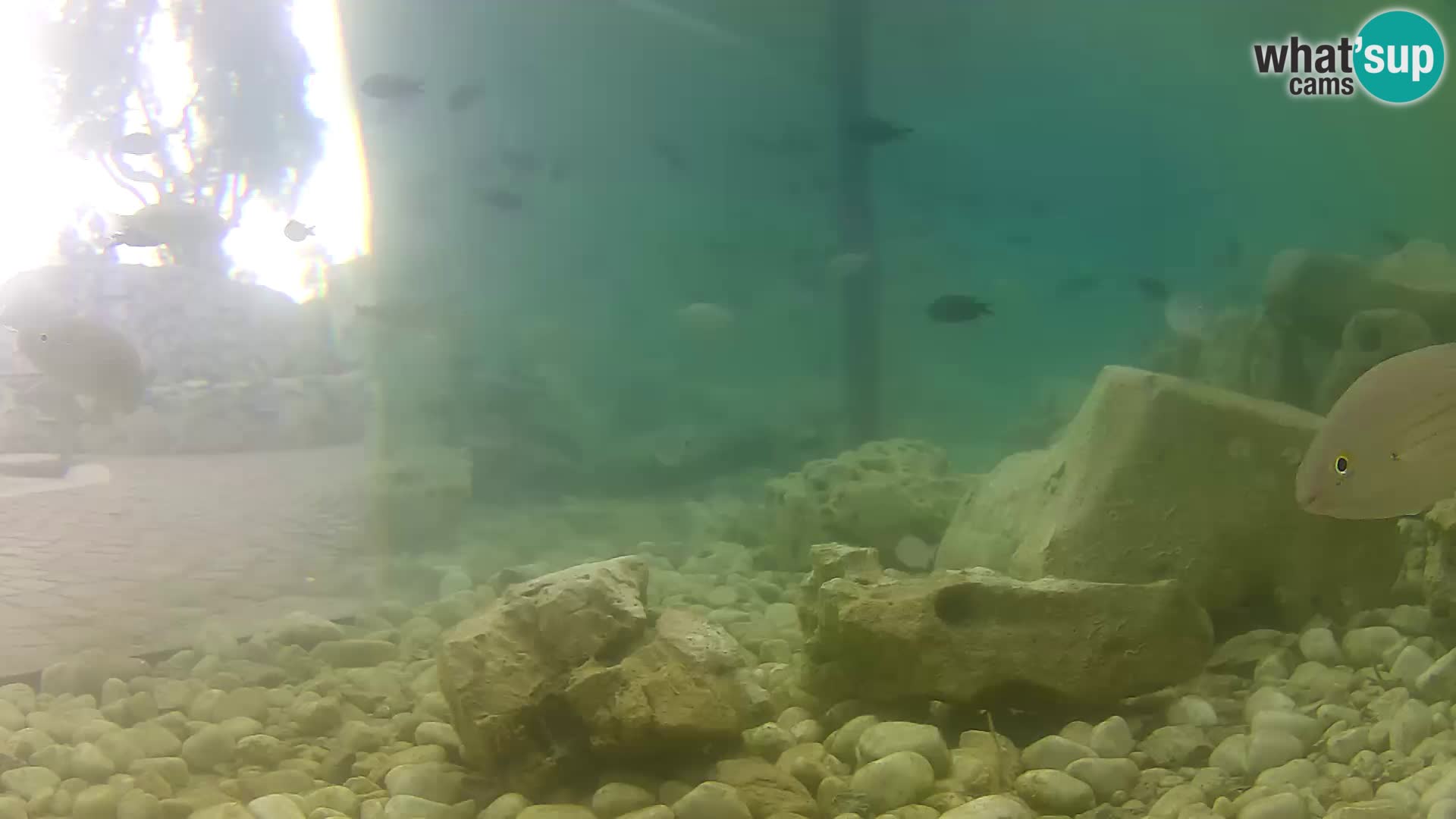 Marine Aquarium im Freien Rogoznica webcam Kroatien