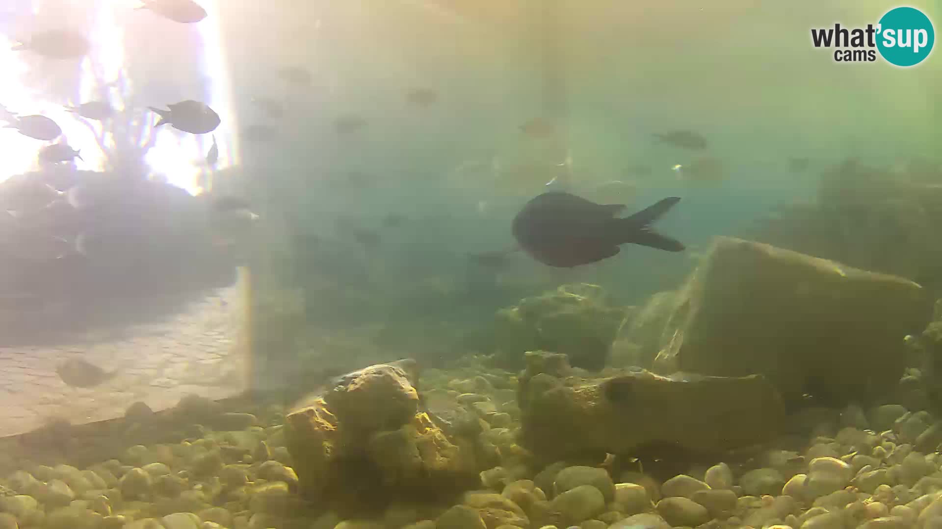 Outdoor Marine Aquarium Rogoznica webcam Croatia