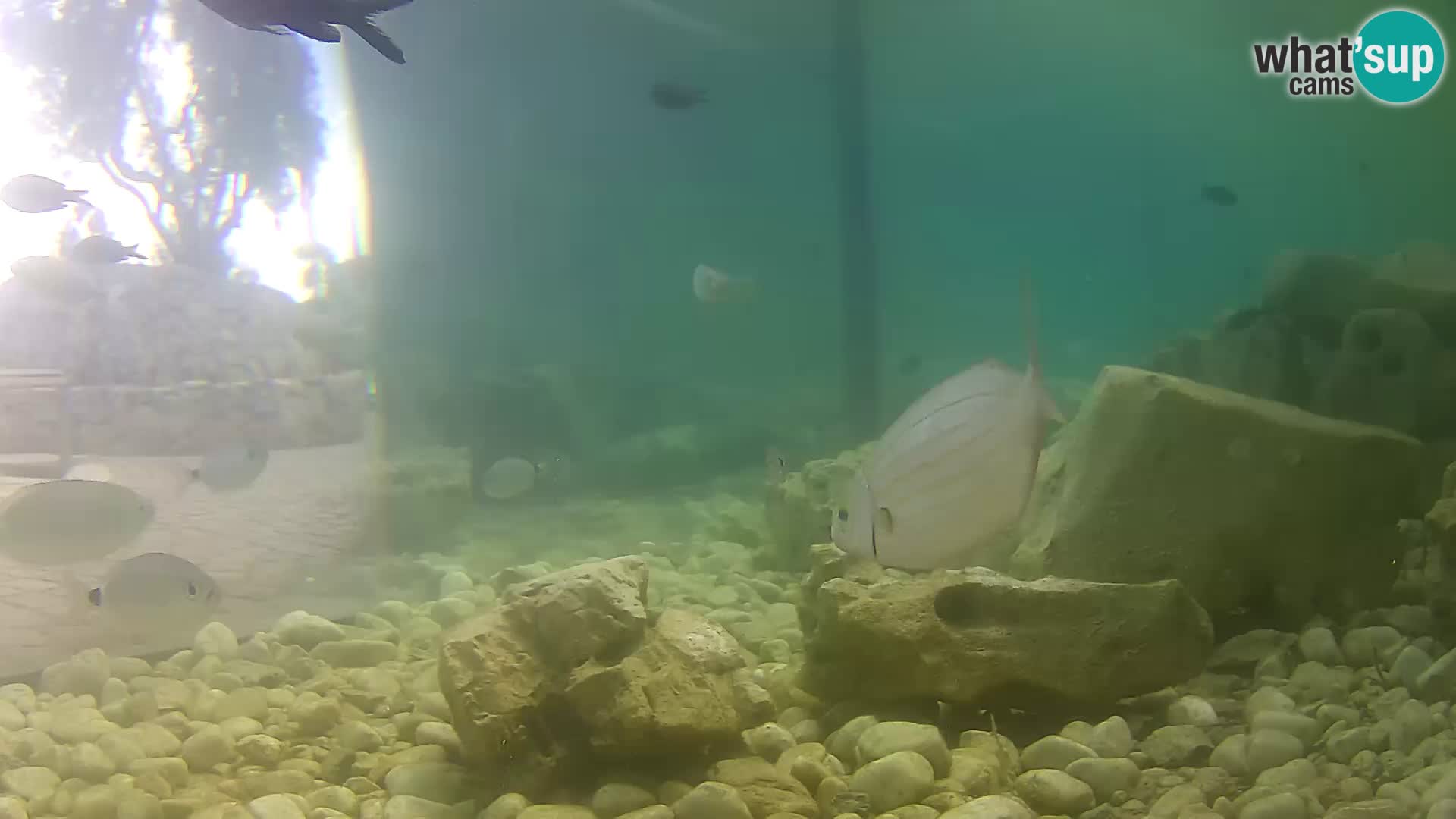 Zunanji morski akvarij Rogoznica spletna kamera Hrvaška