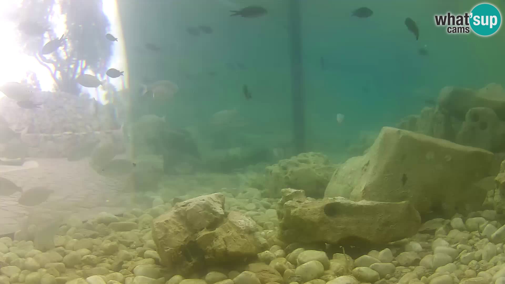 Marine Aquarium im Freien Rogoznica webcam Kroatien