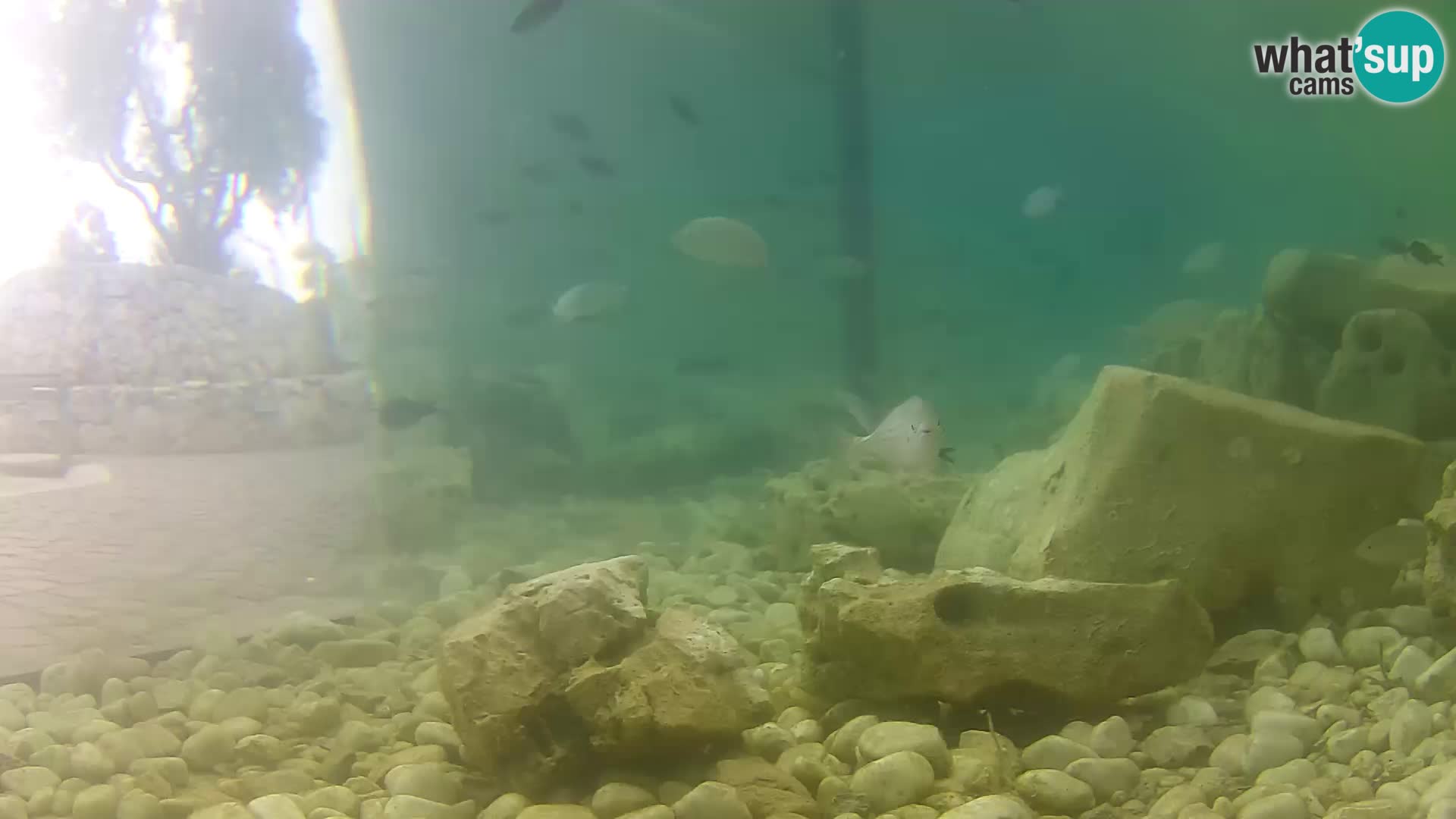 Acuario marino al aire libre Rogoznica webcam Croacia
