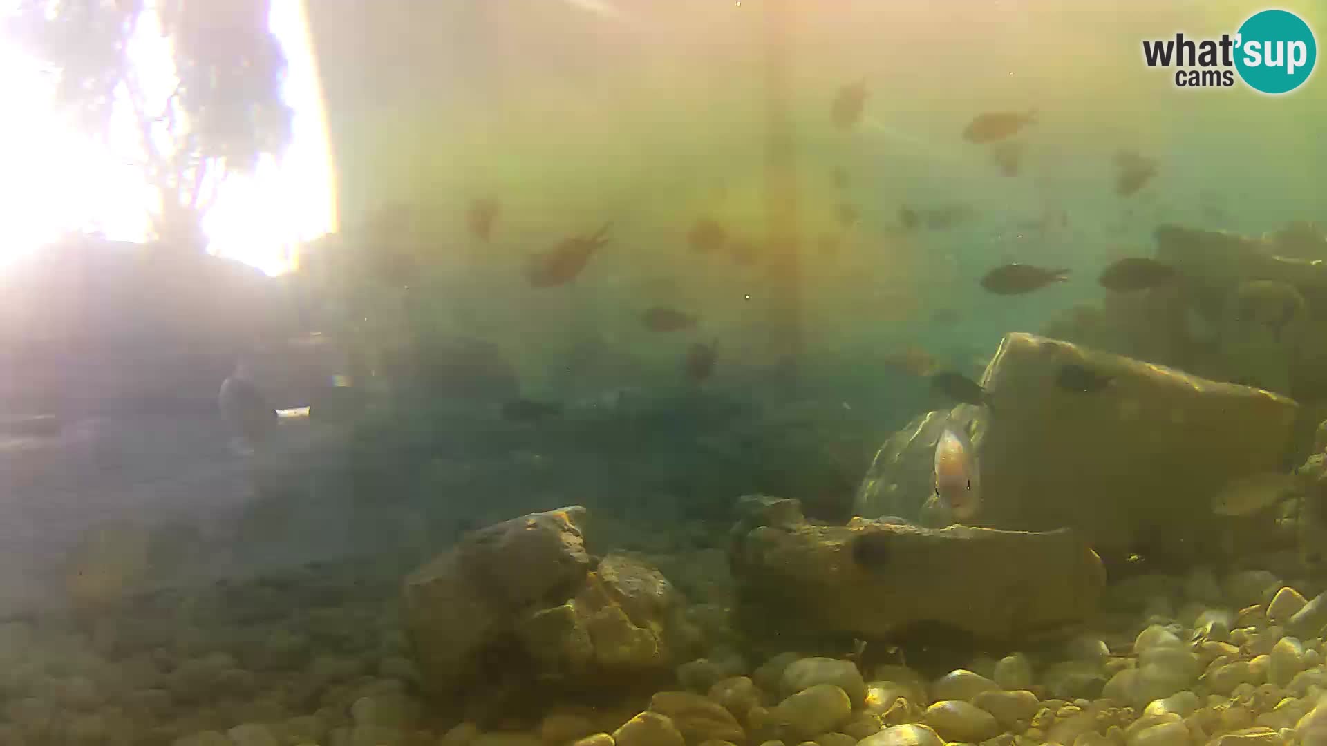 Outdoor Marine Aquarium Rogoznica webcam Croatia