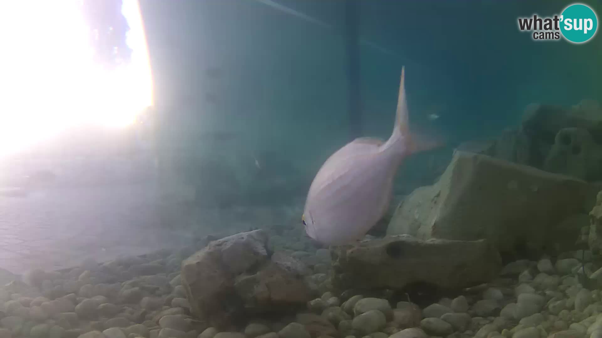 Aquario marino esterno –  Rogoznica livecam Croazia