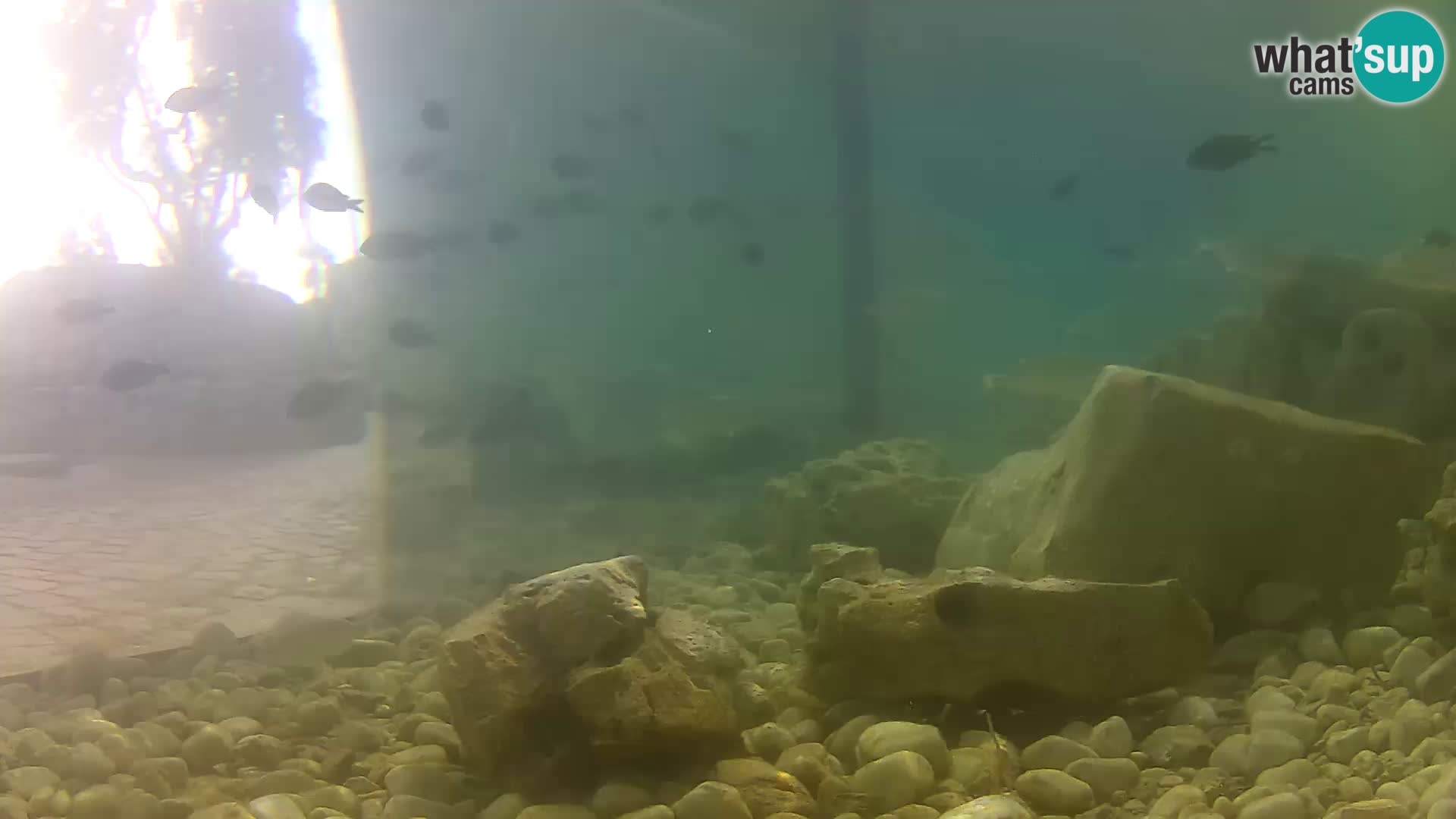 Zunanji morski akvarij Rogoznica spletna kamera Hrvaška