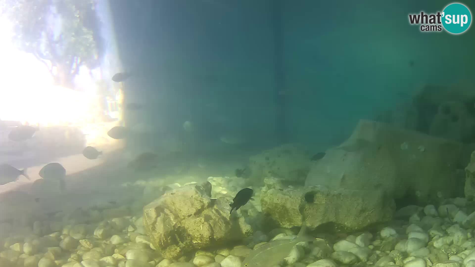 Webcam de l’aquarium marin extérieur de Rogoznica Croatie