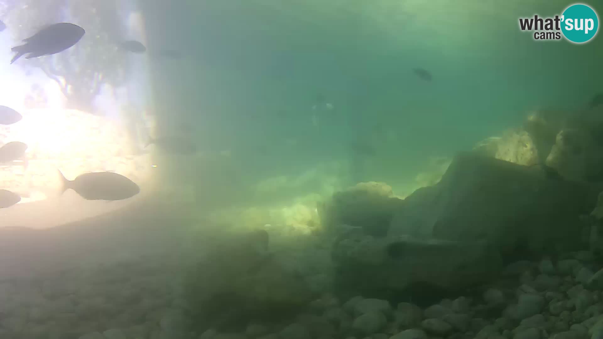 Webcam de l’aquarium marin extérieur de Rogoznica Croatie