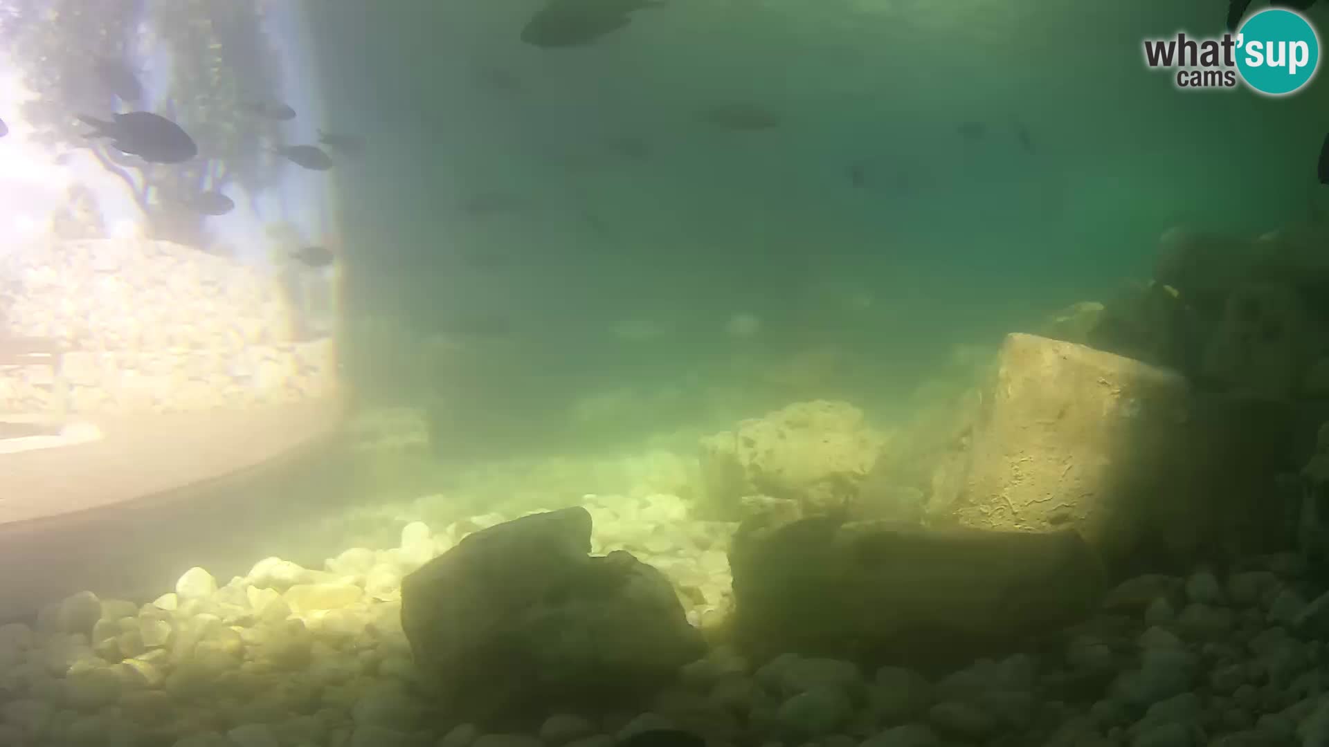 Acuario marino al aire libre Rogoznica webcam Croacia