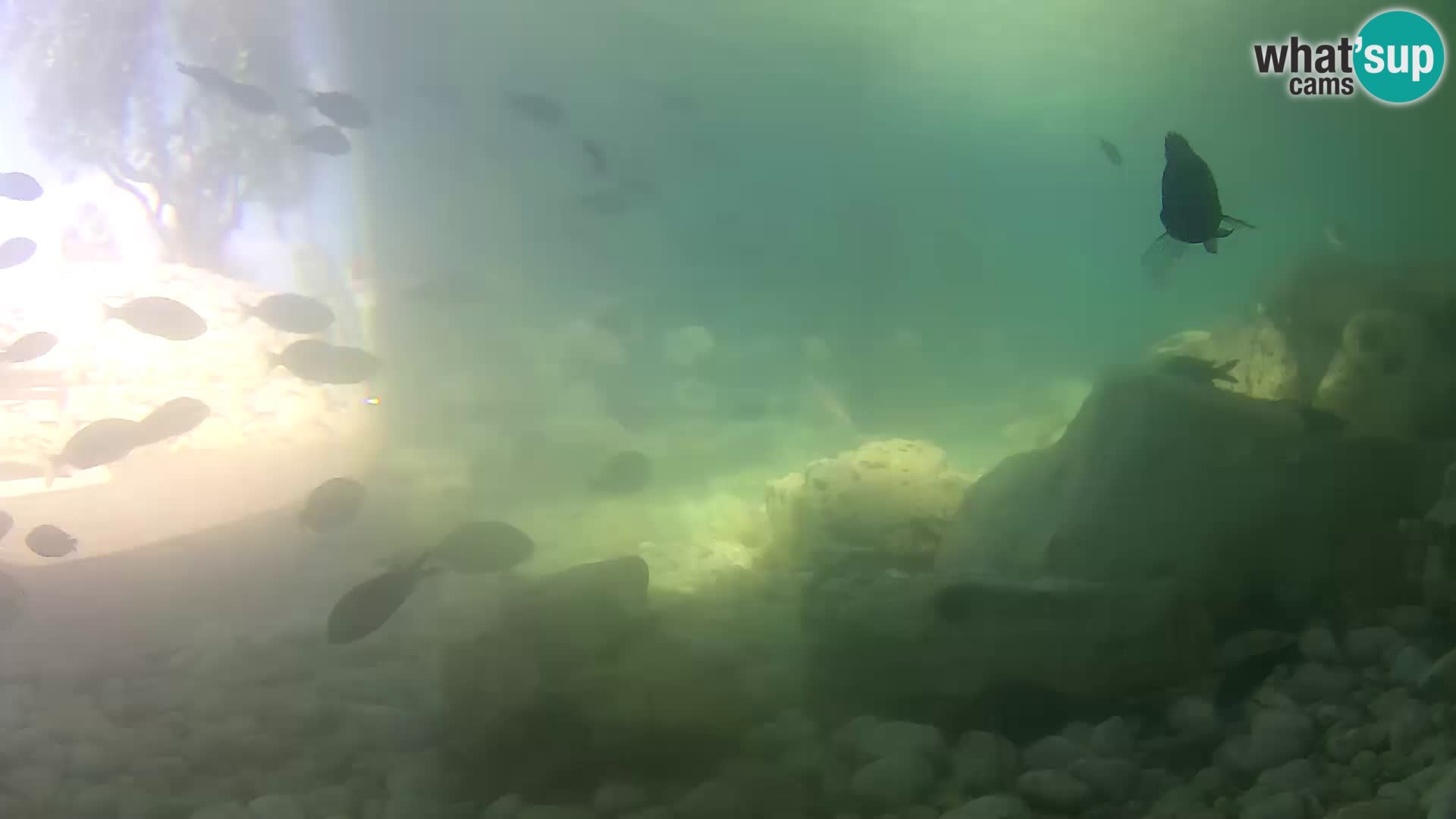 Acuario marino al aire libre Rogoznica webcam Croacia