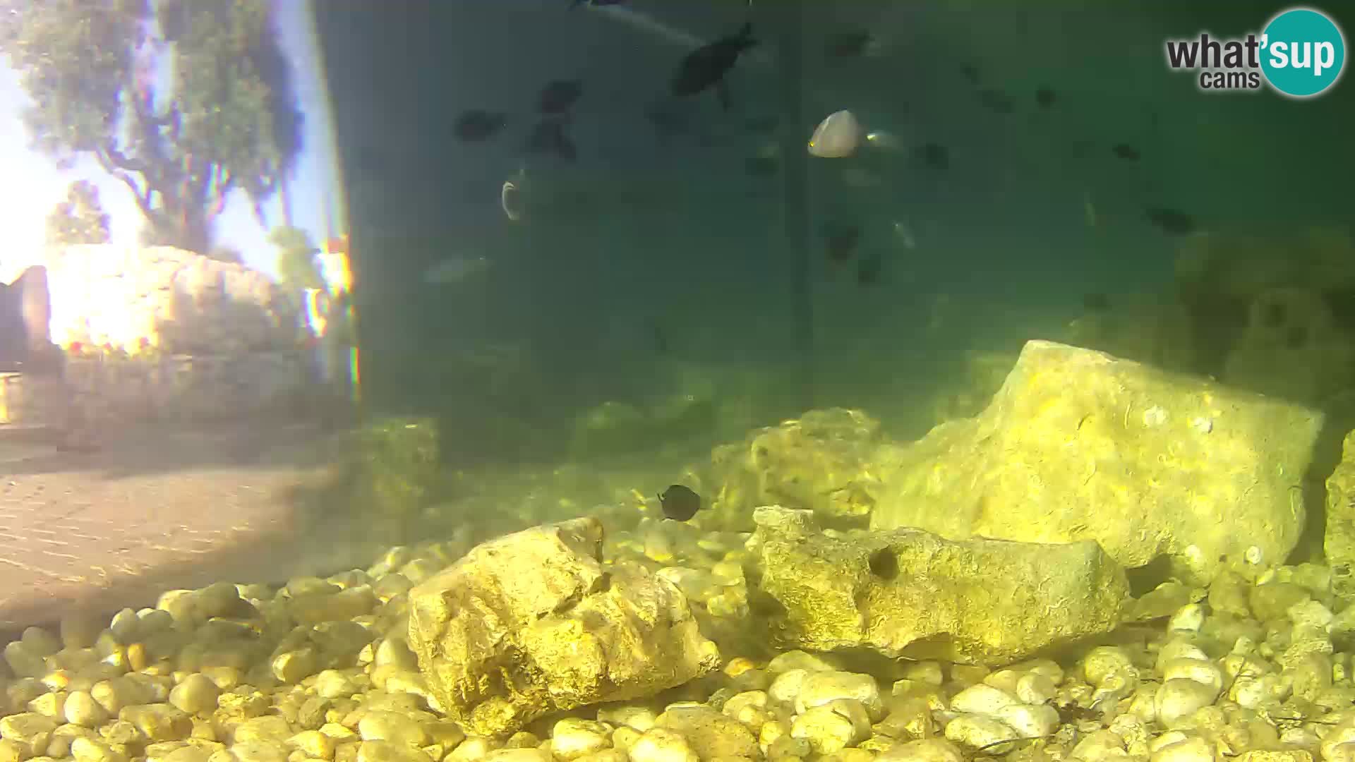 Marine Aquarium im Freien Rogoznica webcam Kroatien