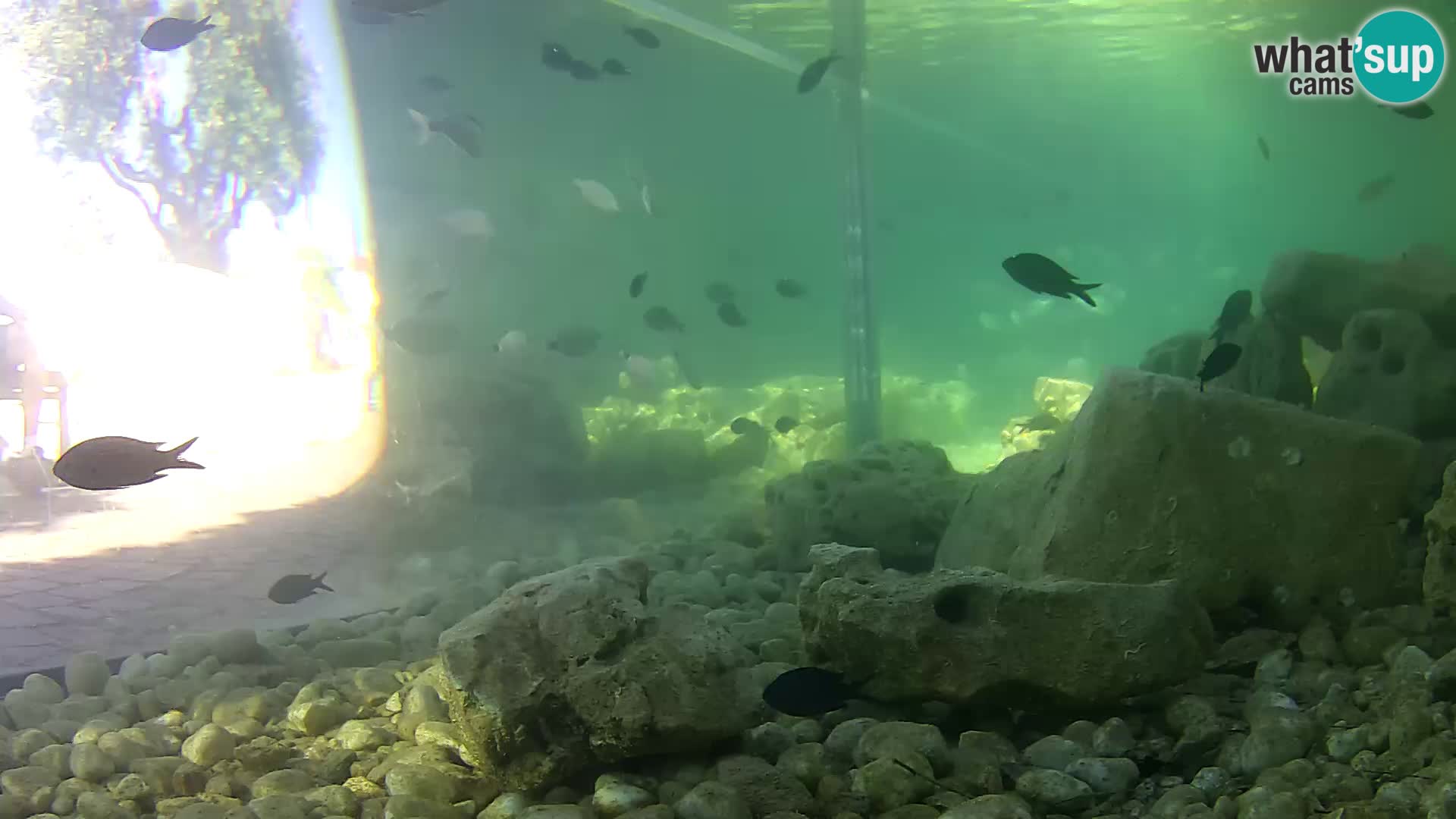 Marine Aquarium im Freien Rogoznica webcam Kroatien