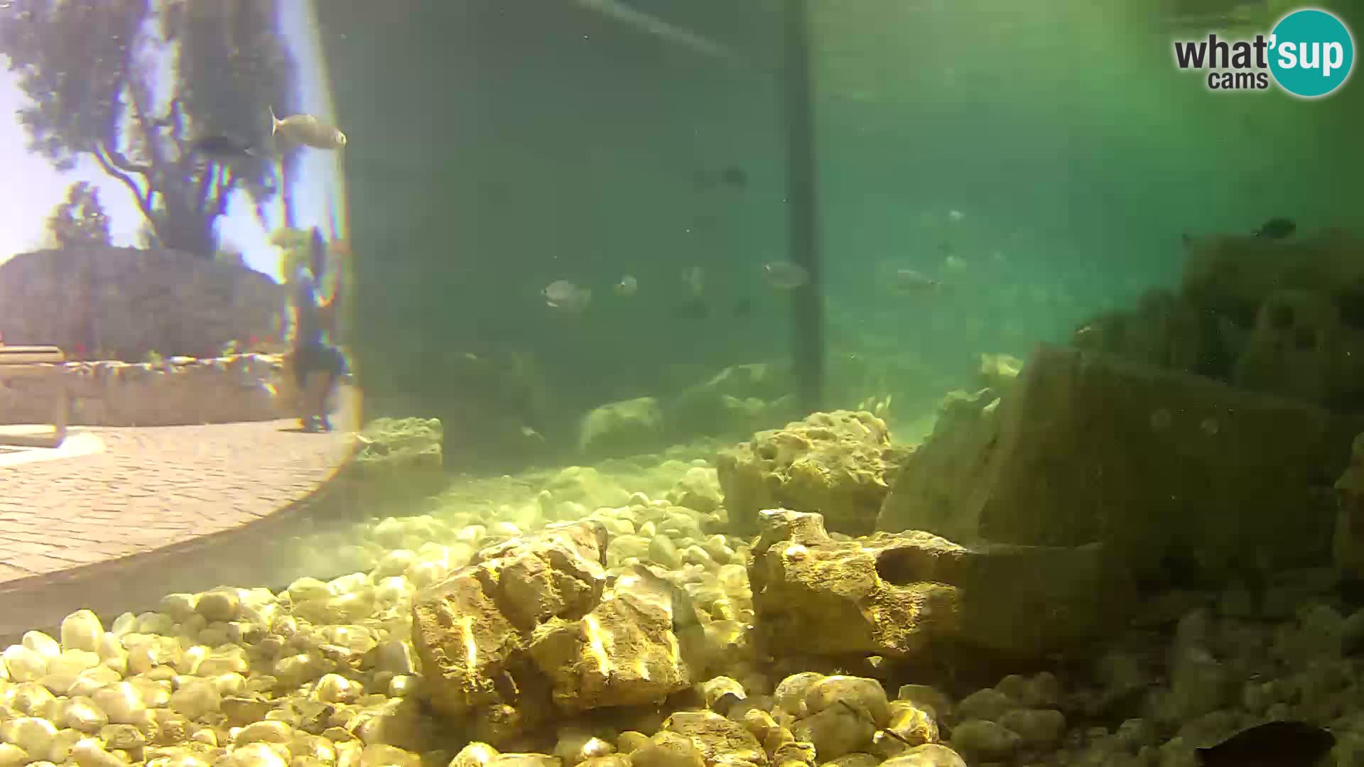 Marine Aquarium im Freien Rogoznica webcam Kroatien