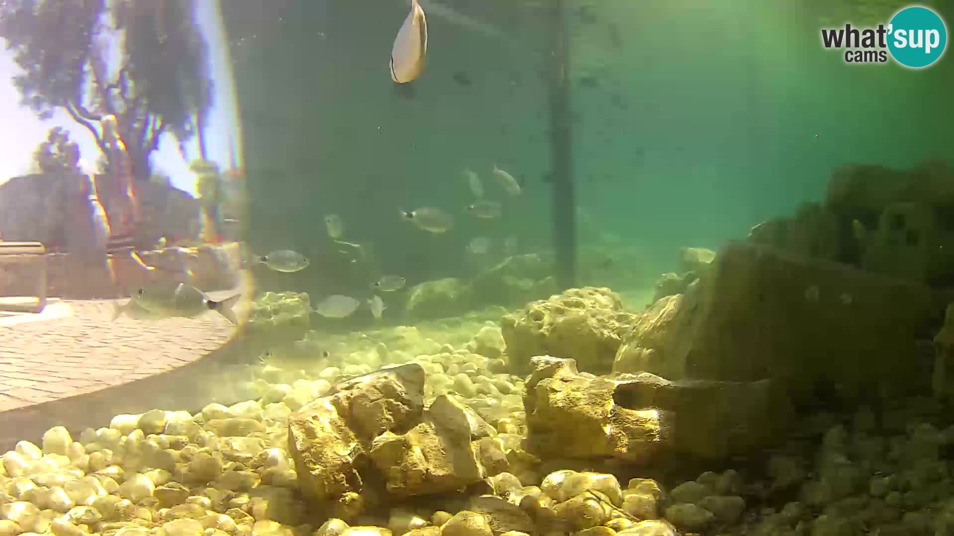 Outdoor Marine Aquarium Rogoznica webcam Croatia
