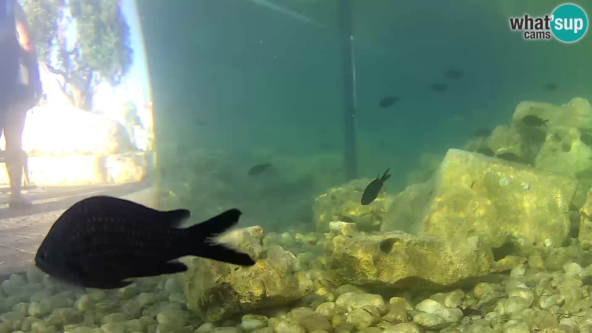 Outdoor Marine Aquarium Rogoznica webcam Croatia