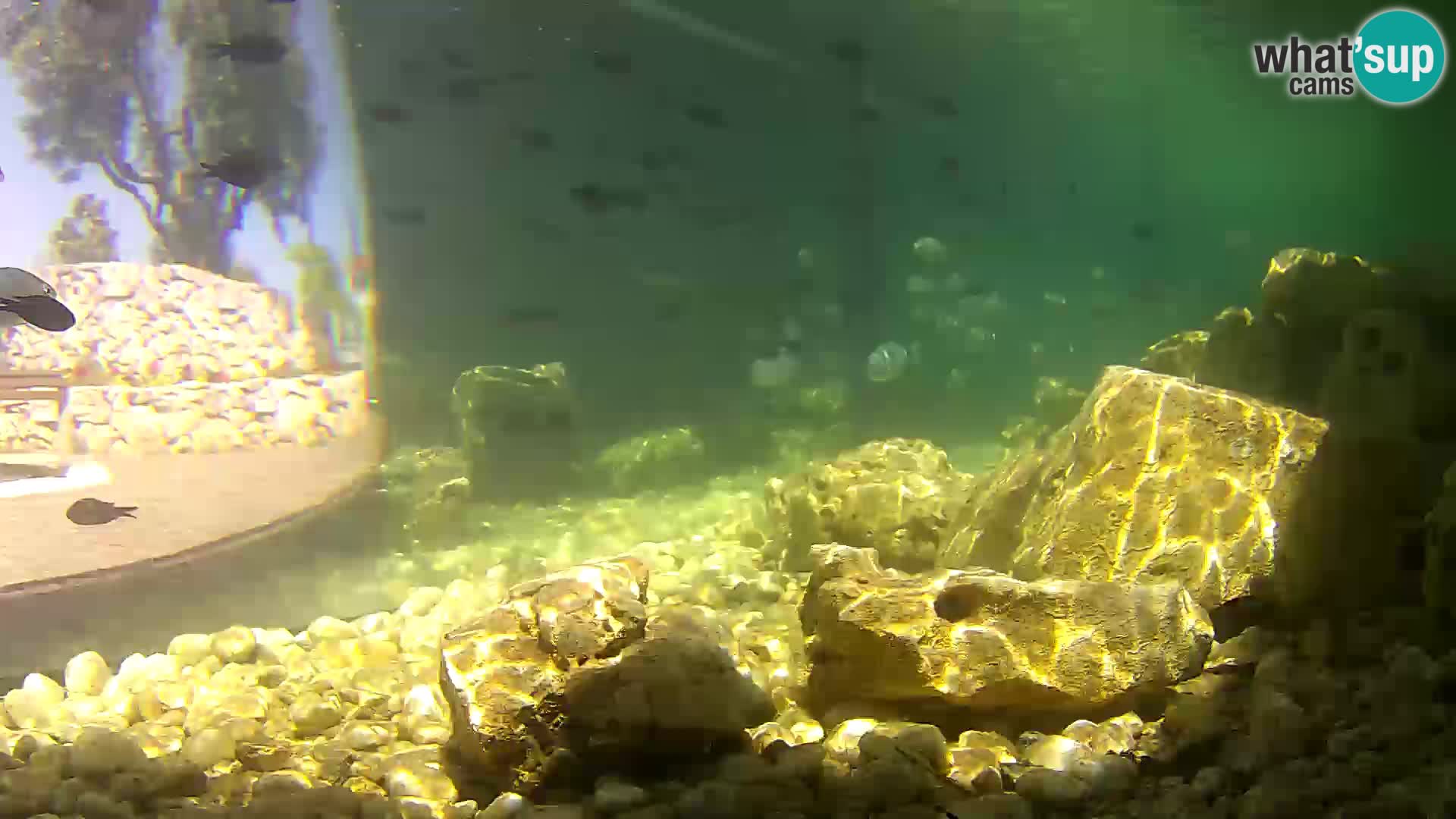 Outdoor Marine Aquarium Rogoznica webcam Croatia