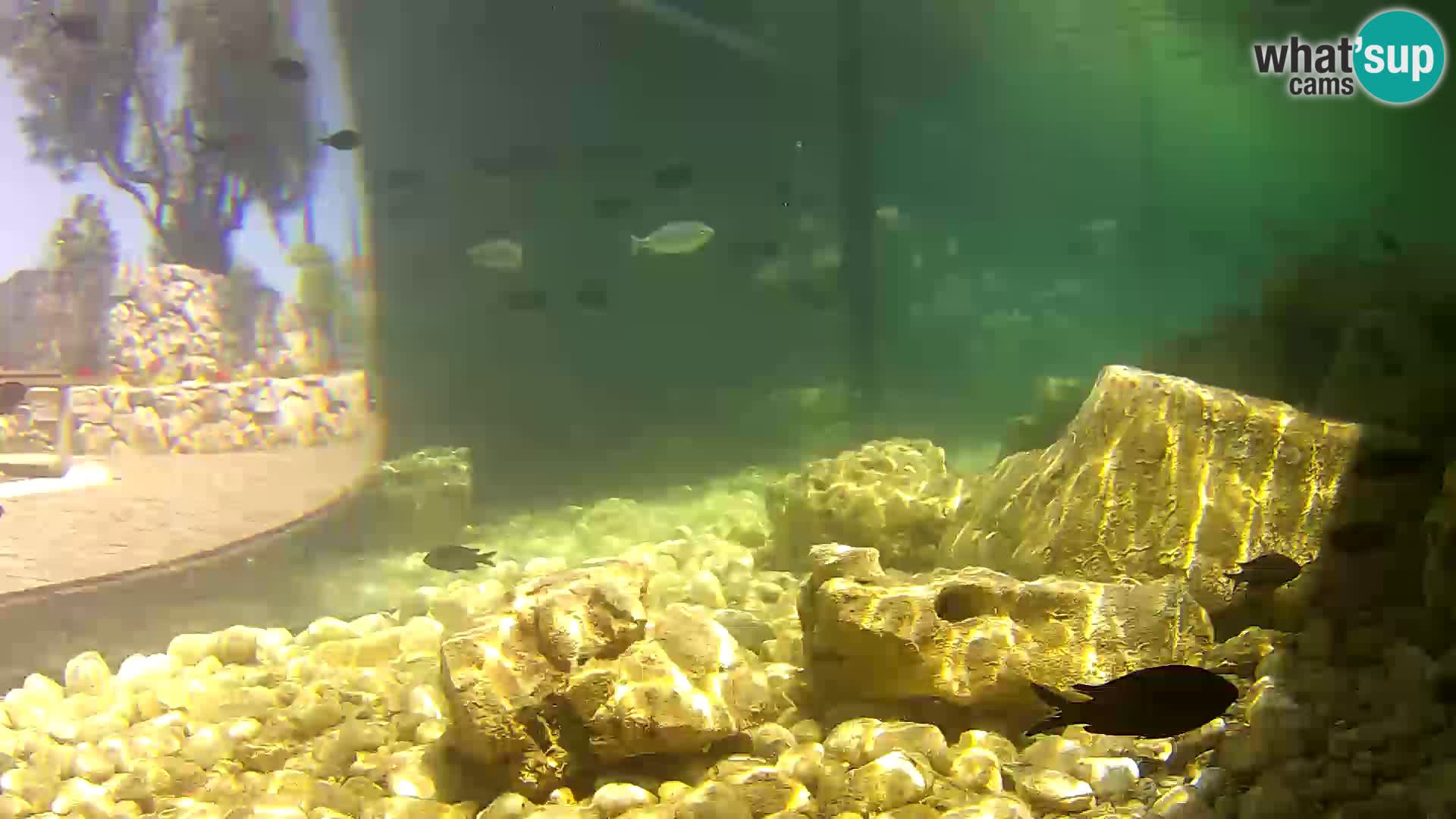 Webcam de l’aquarium marin extérieur de Rogoznica Croatie