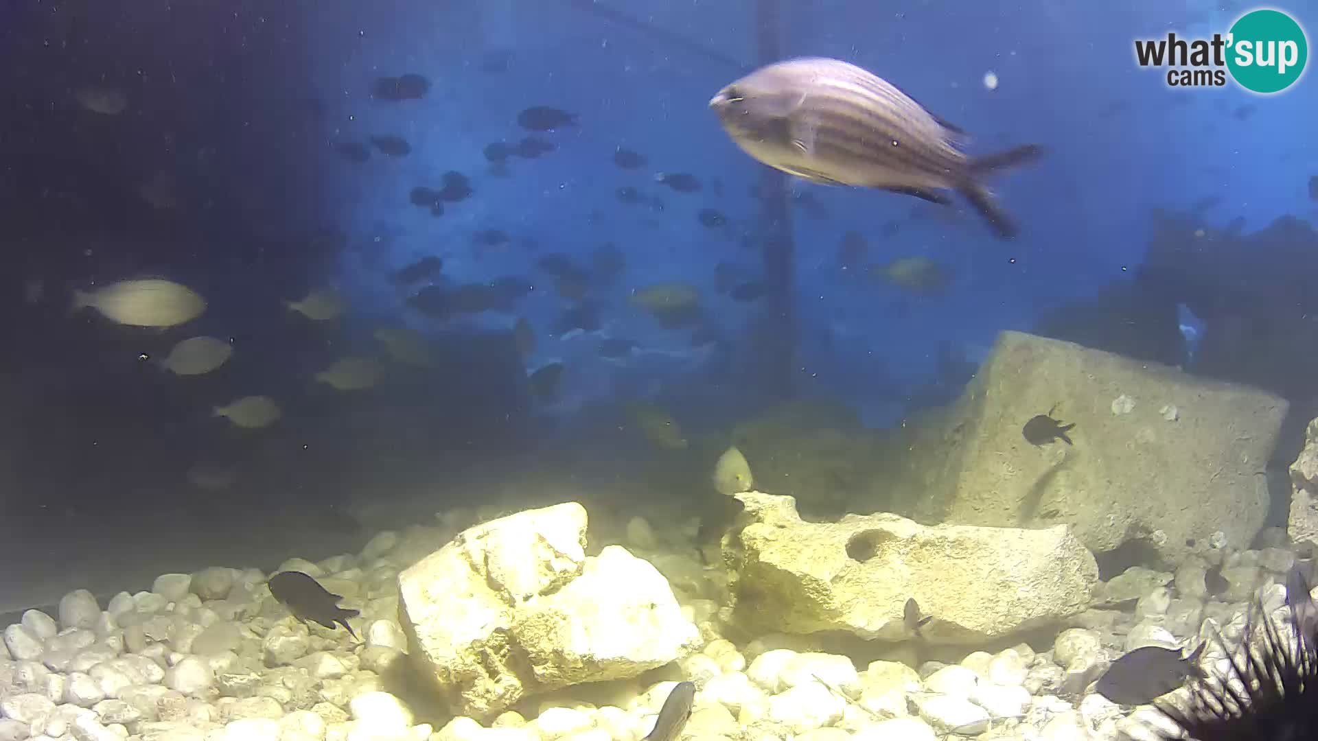 Zunanji morski akvarij Rogoznica spletna kamera Hrvaška