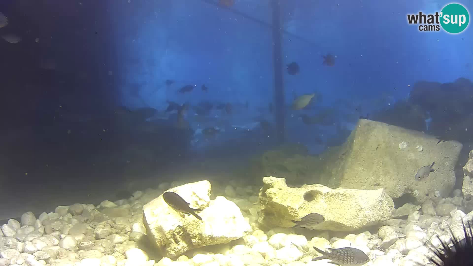 Webcam de l’aquarium marin extérieur de Rogoznica Croatie