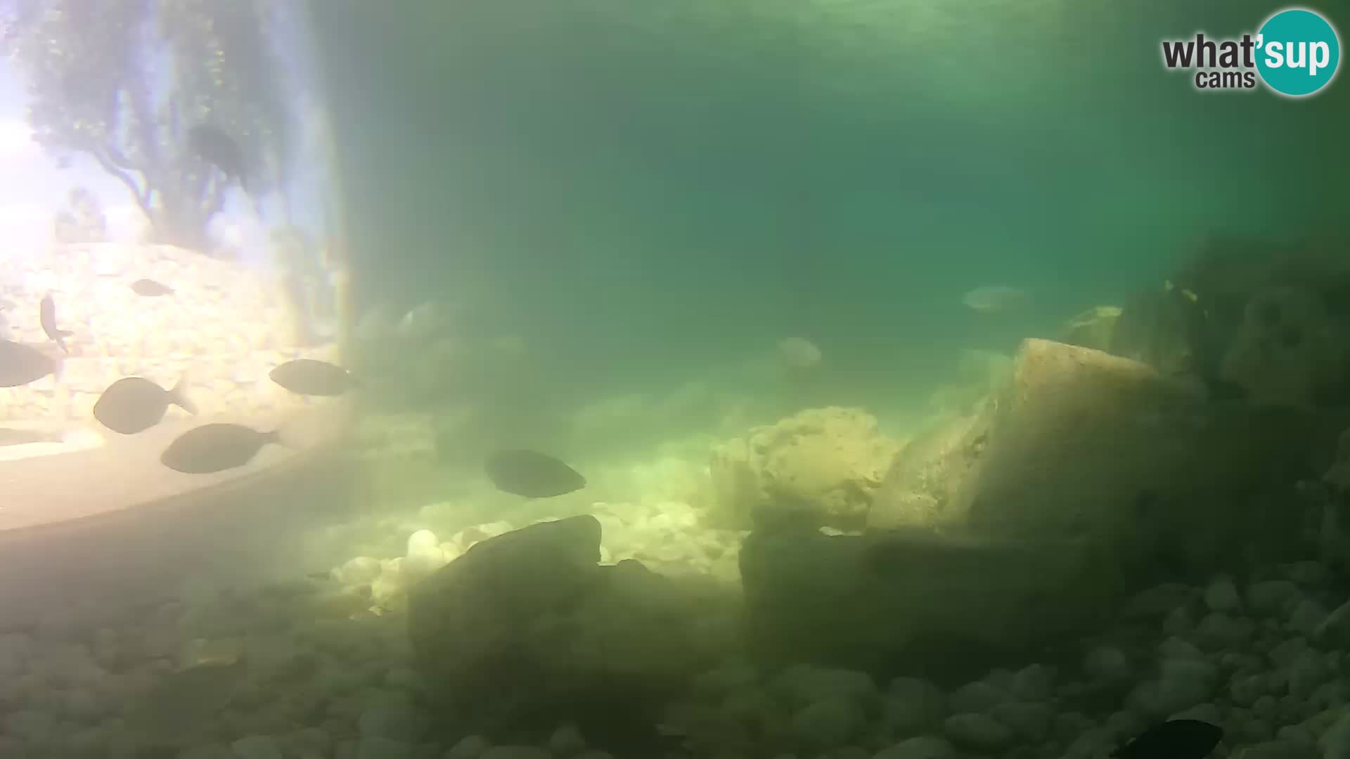 Zunanji morski akvarij Rogoznica spletna kamera Hrvaška