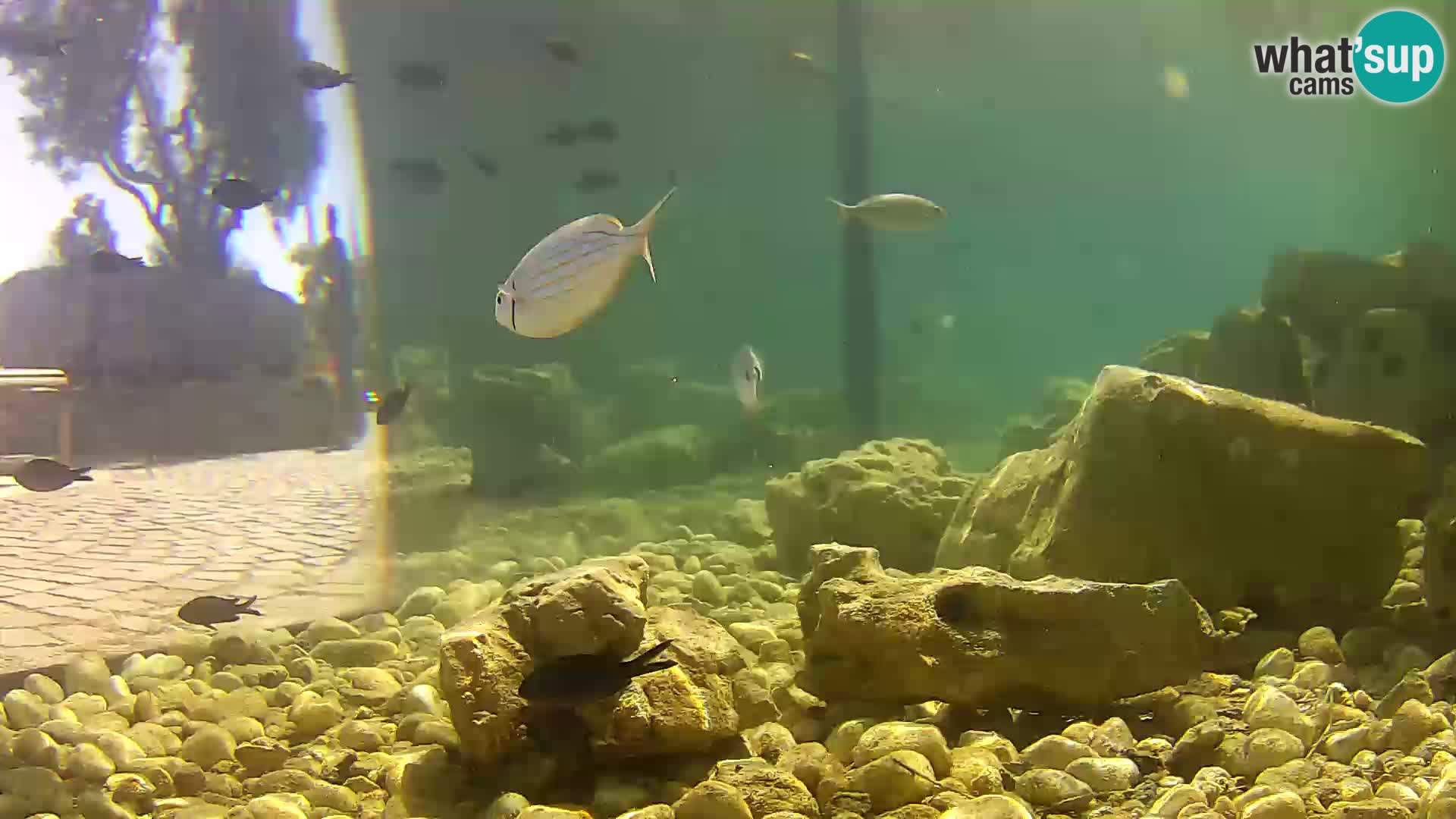 Marine Aquarium im Freien Rogoznica webcam Kroatien