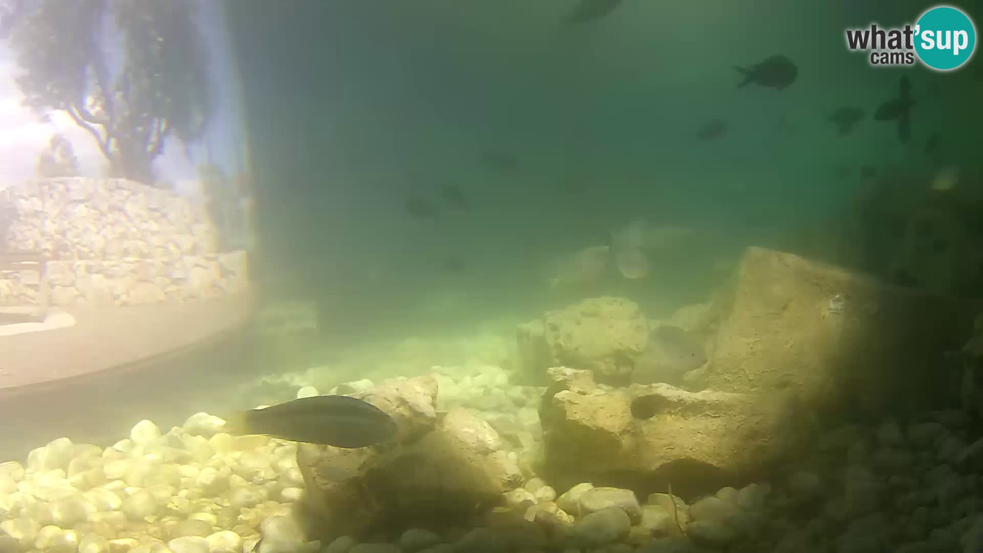 Webcam de l’aquarium marin extérieur de Rogoznica Croatie