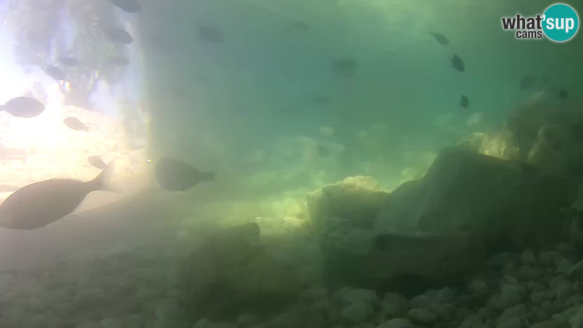 Zunanji morski akvarij Rogoznica spletna kamera Hrvaška