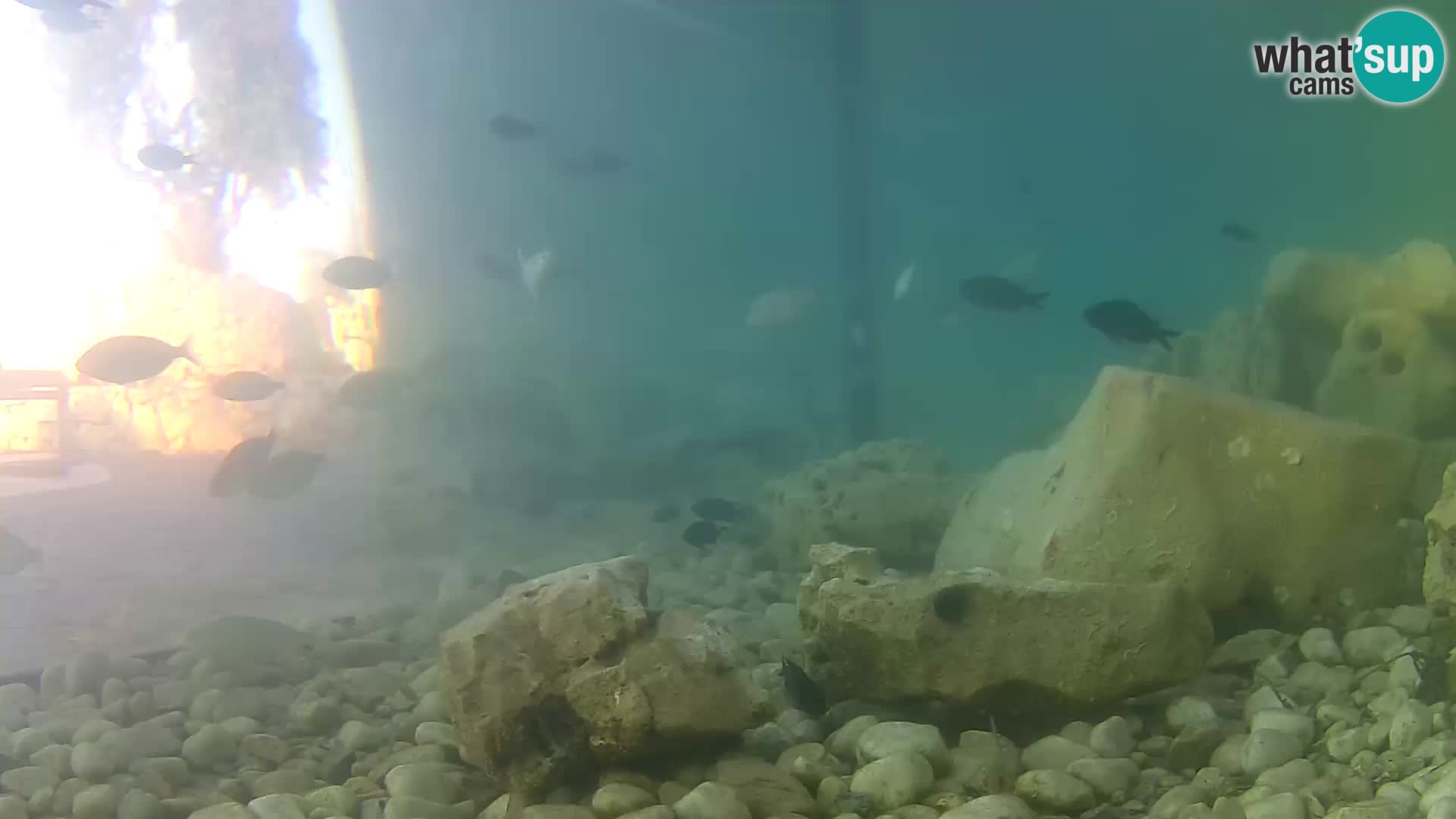 Outdoor Marine Aquarium Rogoznica webcam Croatia