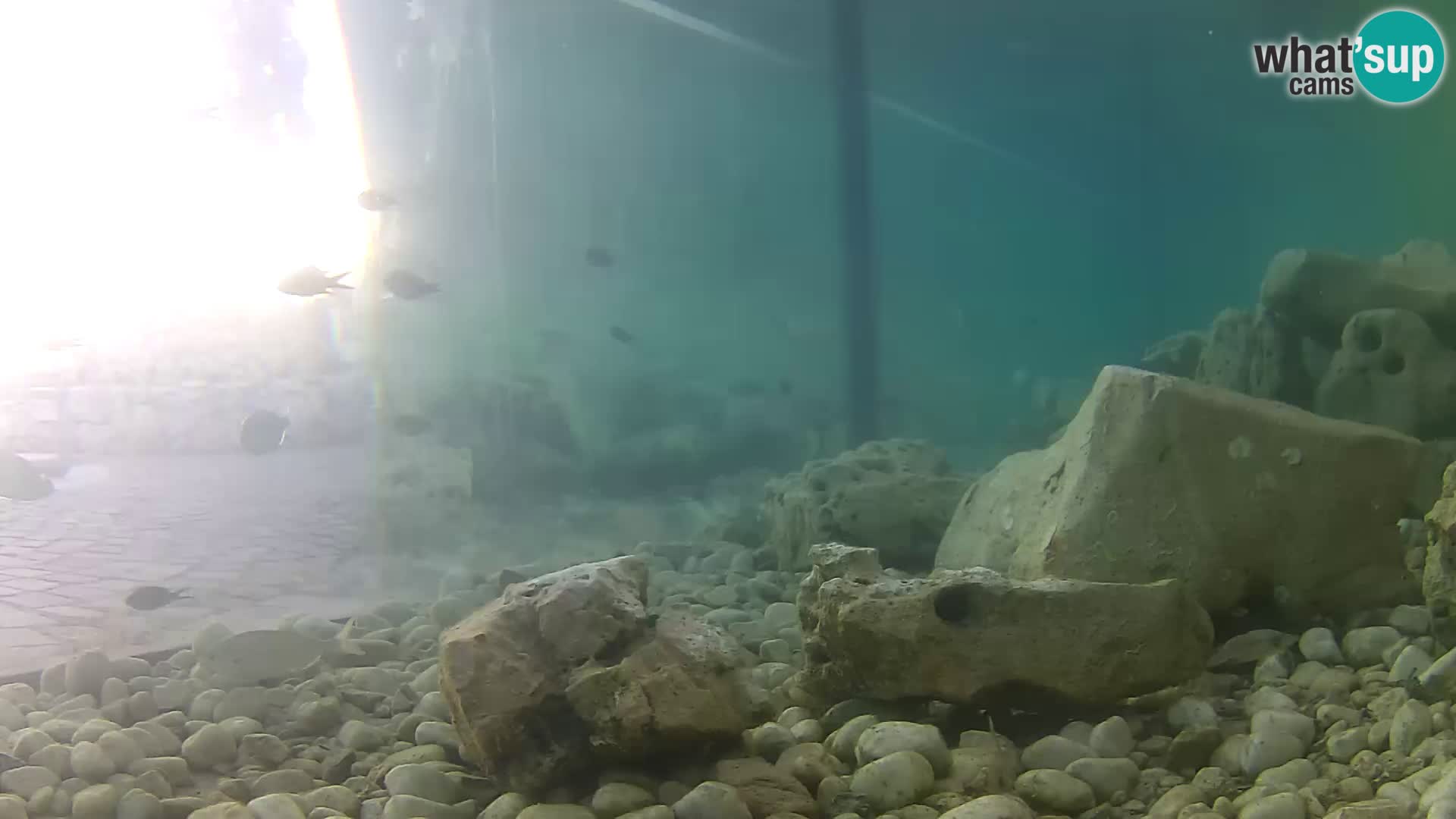 Acuario marino al aire libre Rogoznica webcam Croacia
