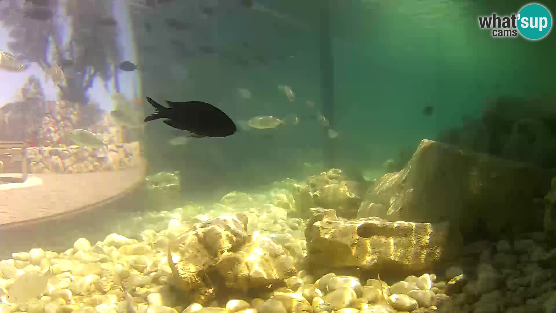 Acuario marino al aire libre Rogoznica webcam Croacia