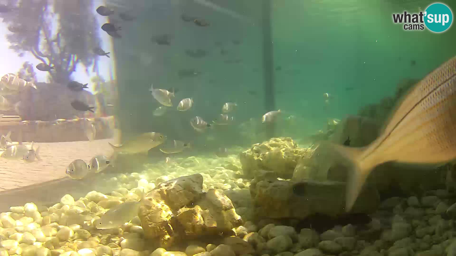 Outdoor Marine Aquarium Rogoznica webcam Croatia