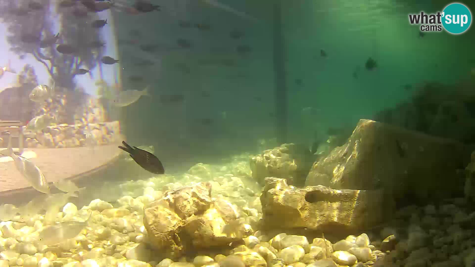 Marine Aquarium im Freien Rogoznica webcam Kroatien
