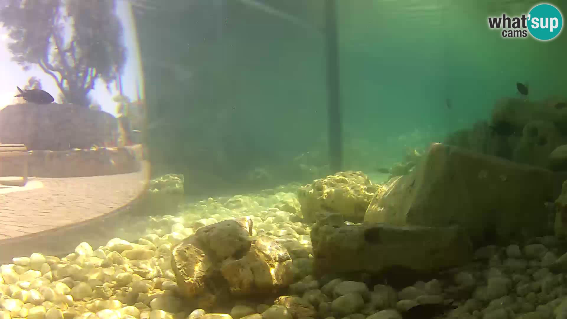 Zunanji morski akvarij Rogoznica spletna kamera Hrvaška