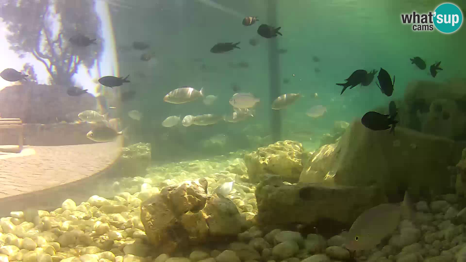 Marine Aquarium im Freien Rogoznica webcam Kroatien
