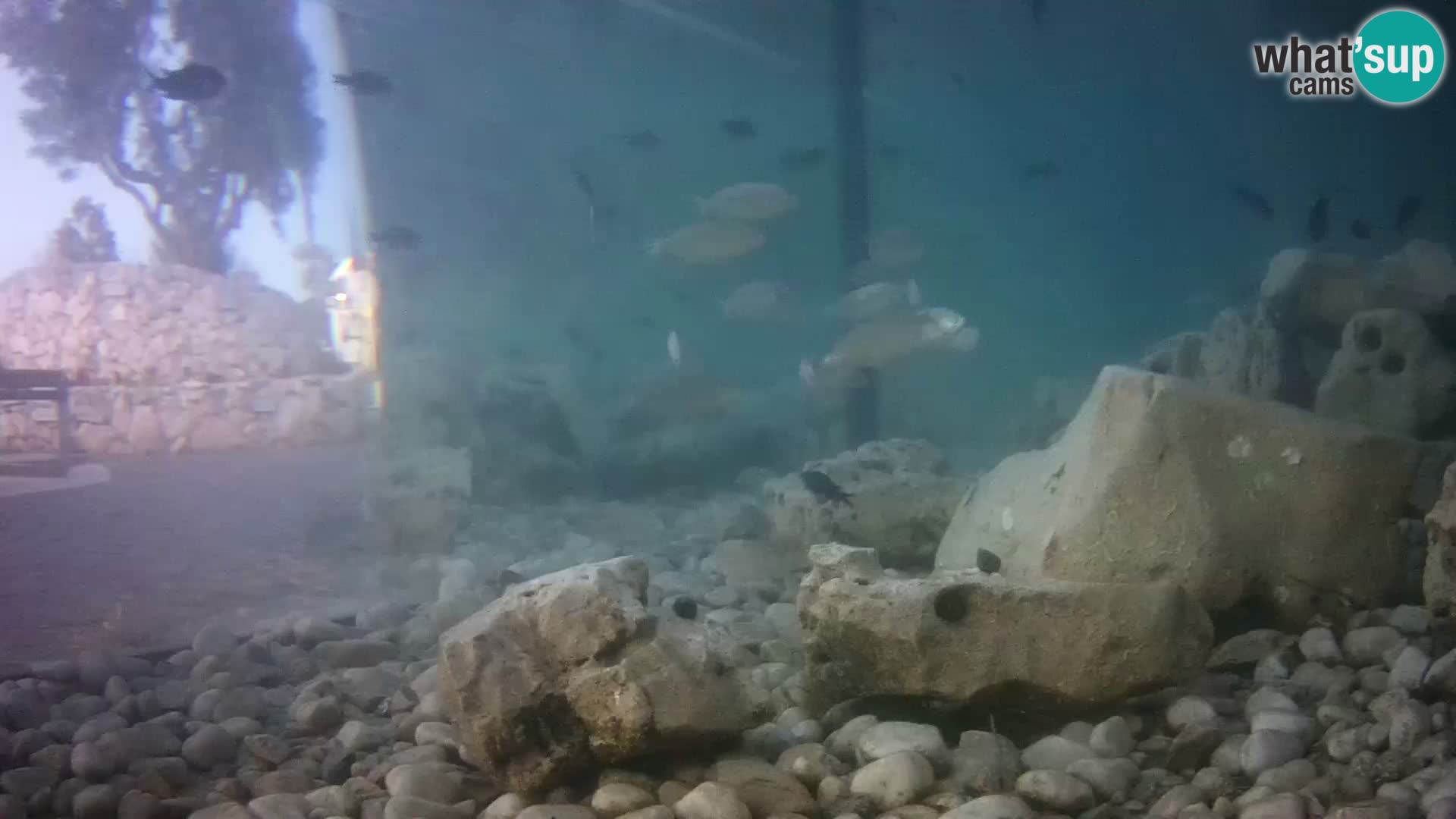 Marine Aquarium im Freien Rogoznica webcam Kroatien