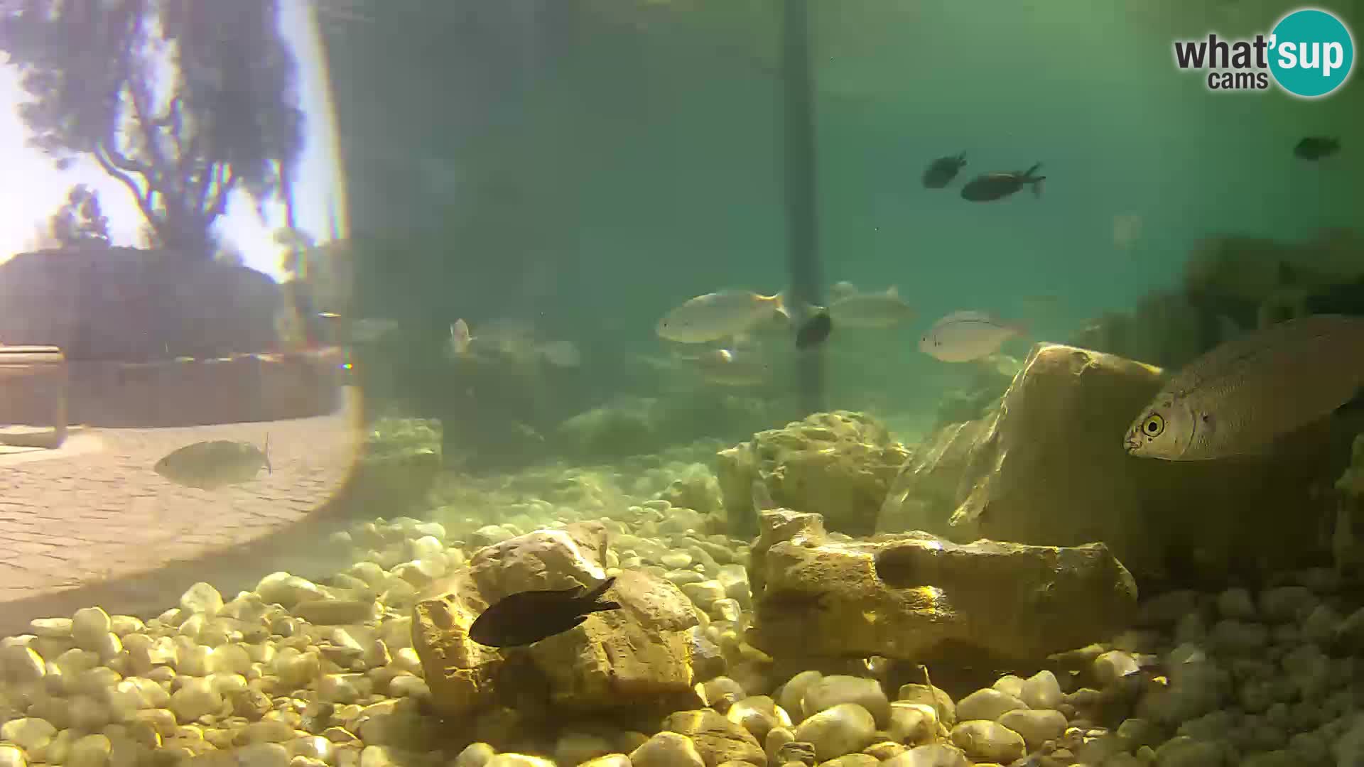 Zunanji morski akvarij Rogoznica spletna kamera Hrvaška