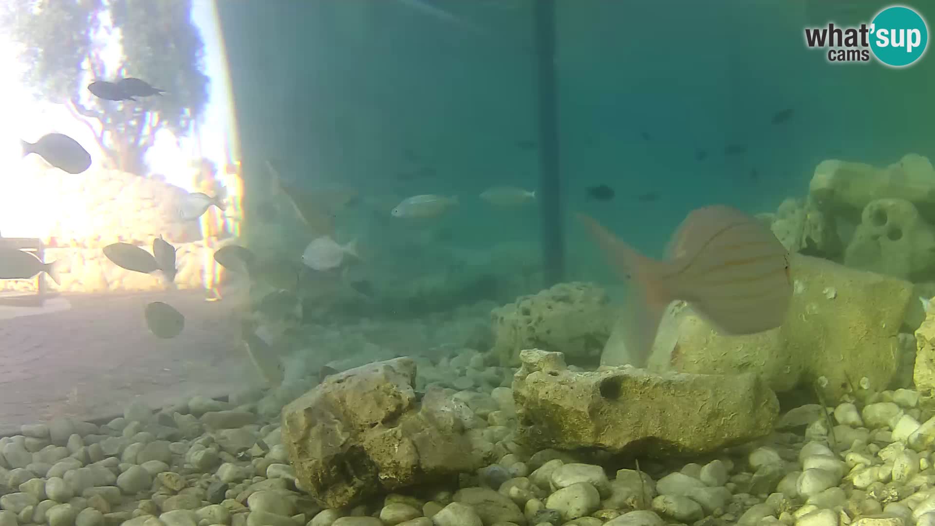 Marine Aquarium im Freien Rogoznica webcam Kroatien
