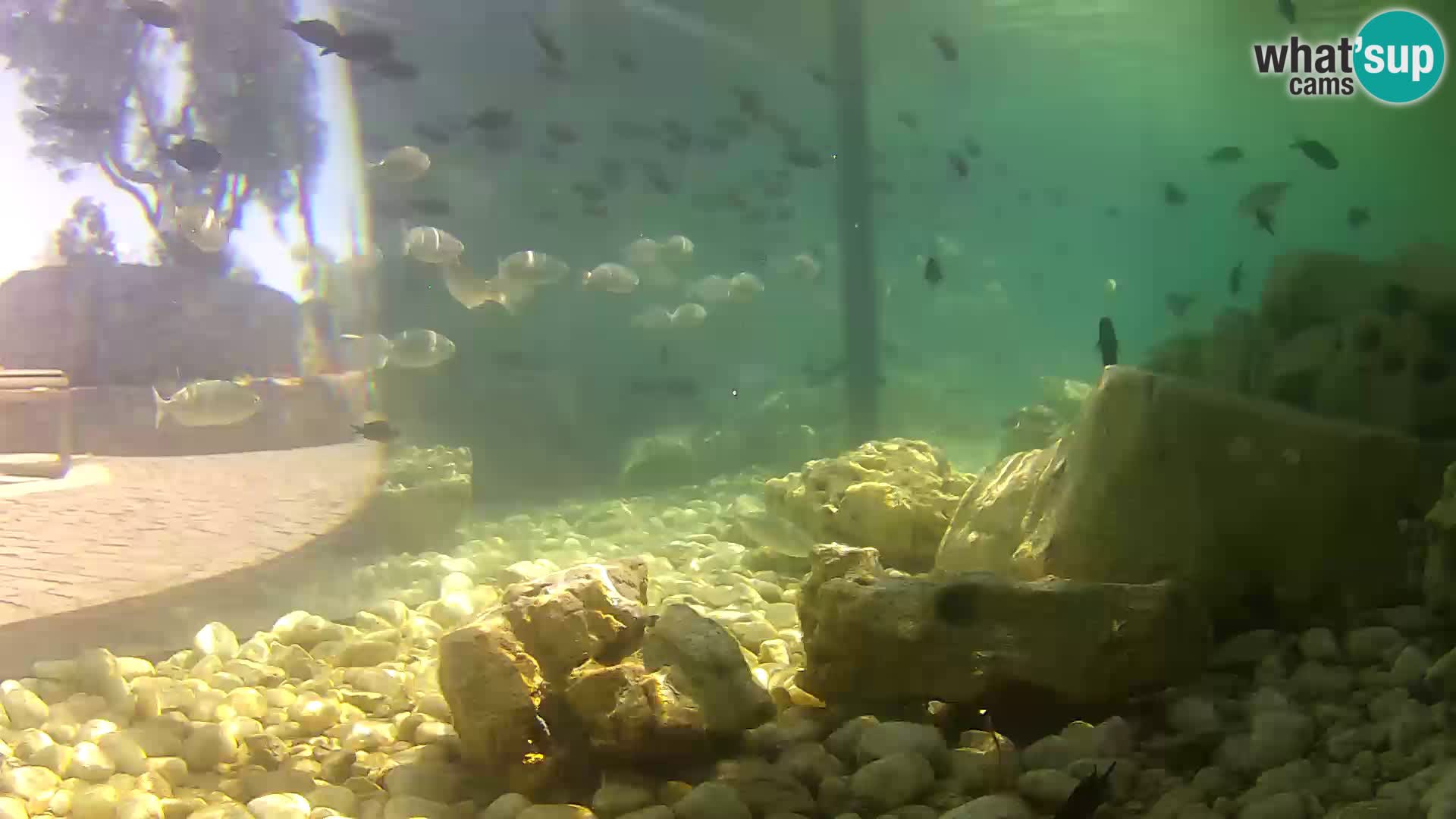 Outdoor Marine Aquarium Rogoznica webcam Croatia