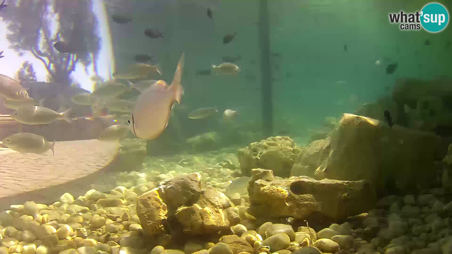 Marine Aquarium im Freien Rogoznica webcam Kroatien