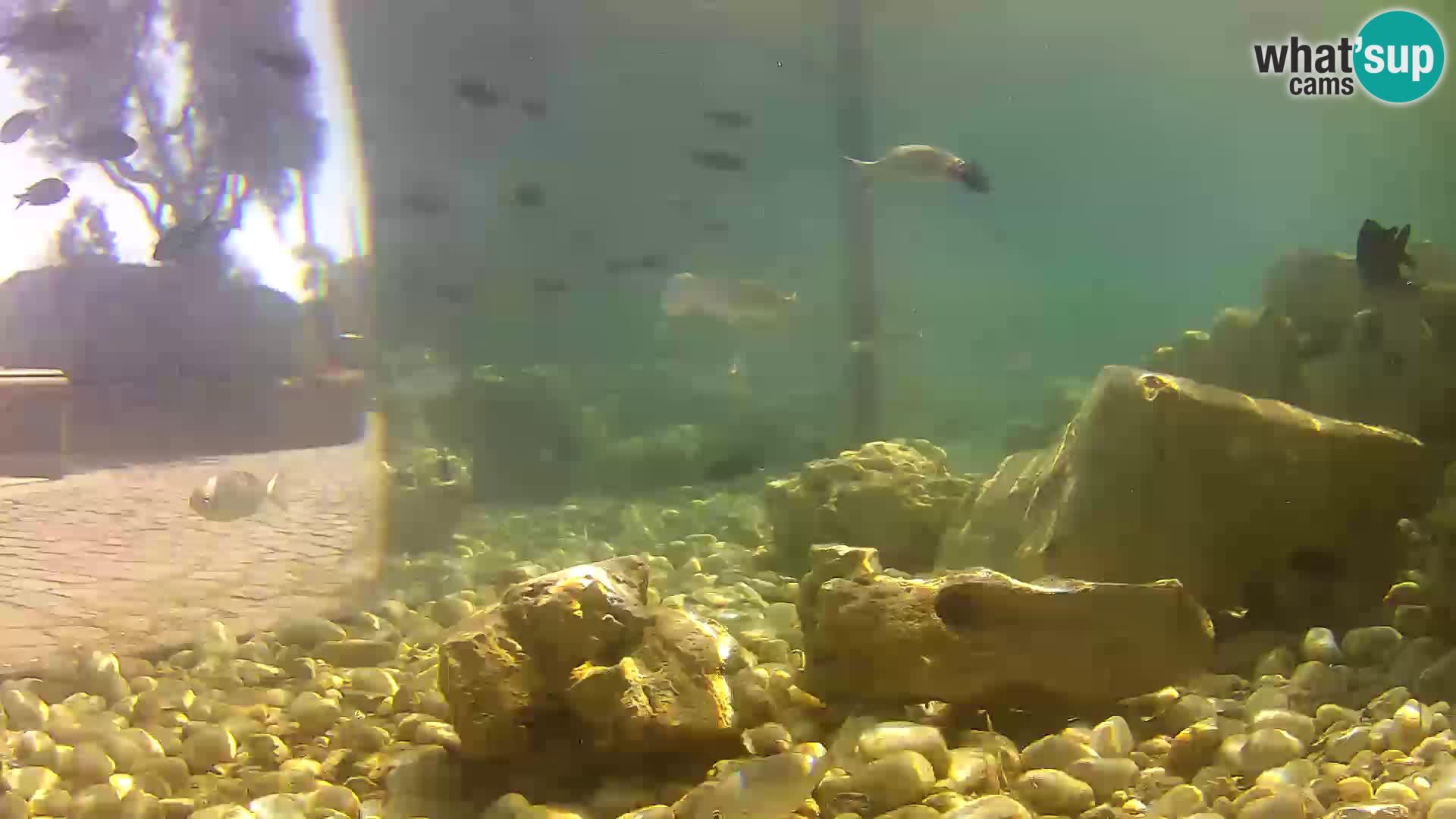 Zunanji morski akvarij Rogoznica spletna kamera Hrvaška