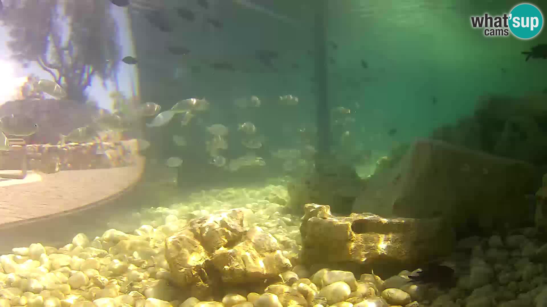 Zunanji morski akvarij Rogoznica spletna kamera Hrvaška