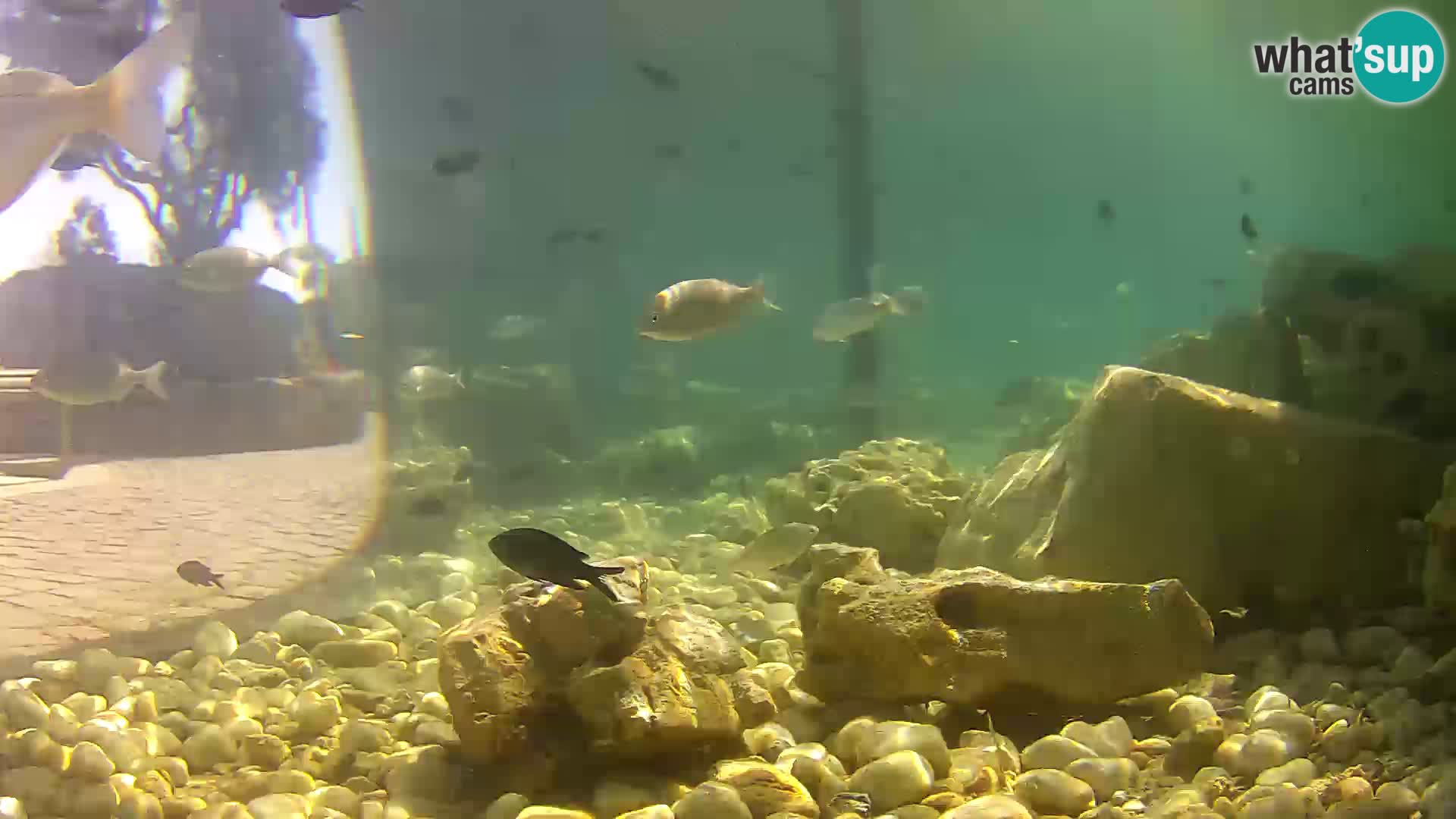 Outdoor Marine Aquarium Rogoznica webcam Croatia